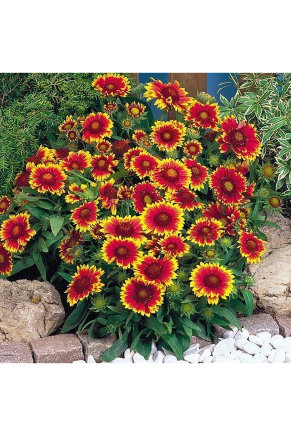 Tunç Botanik Gayret Çiçeği 50 Adet 'gaillardia Grandiflora'