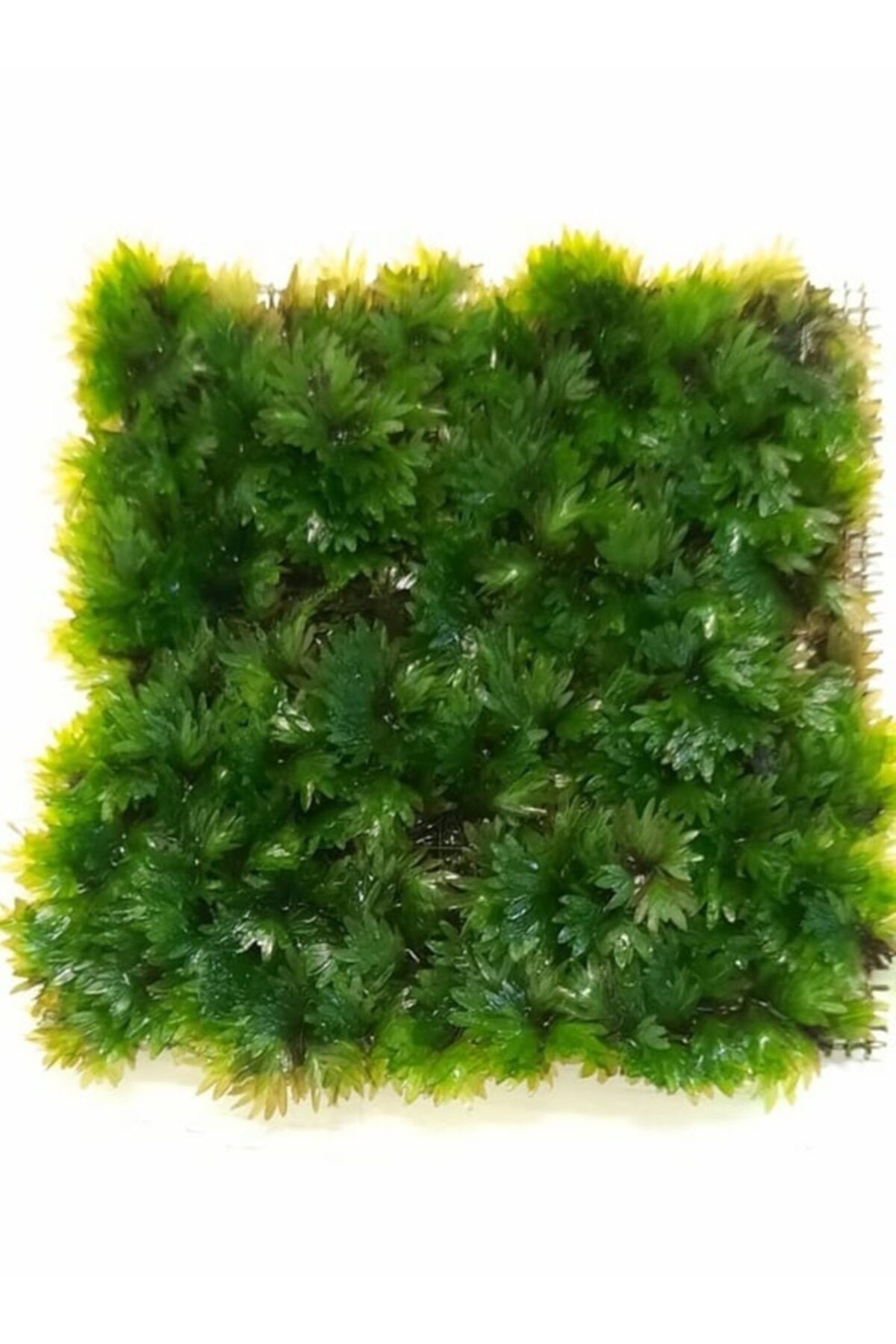 Sakura Fissidens Miroshaki 5x5 Cm
