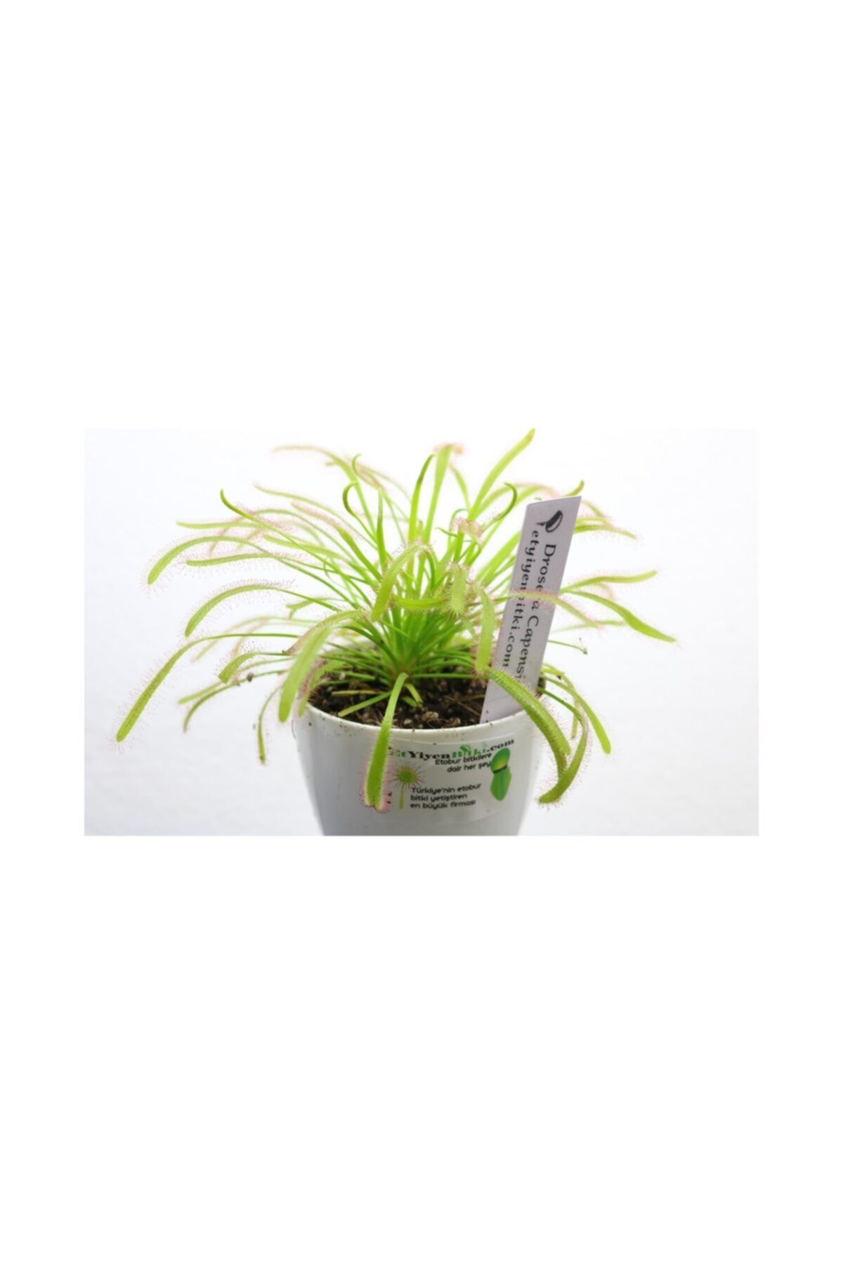 etobur bitkim drosera capensis gunes gulu tohum yetistirme kiti sinek kapan bitkisi fiyati yorumlari trendyol