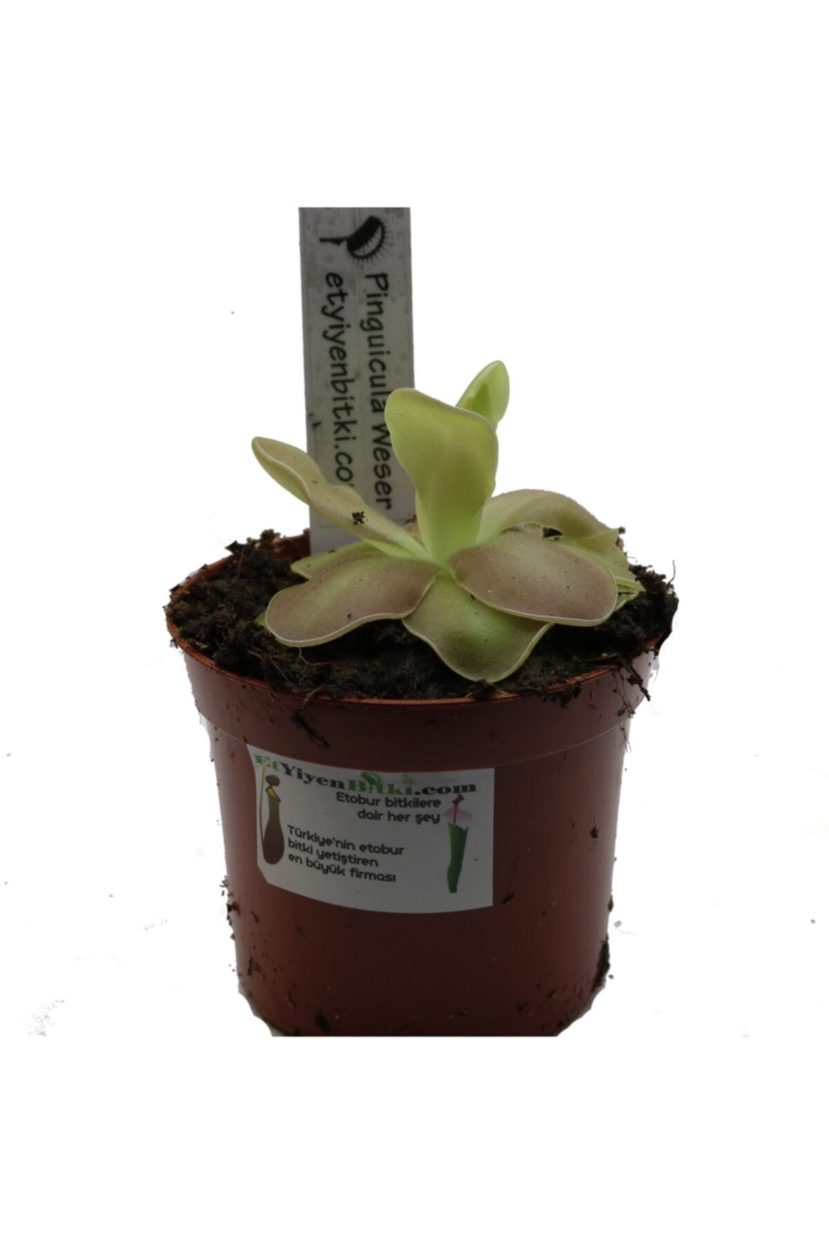Etobur Bitkim Saksıda Dikili Canlı Yetişkin Pinguicula Yağ Çanağı Sivrisinek Avcısı