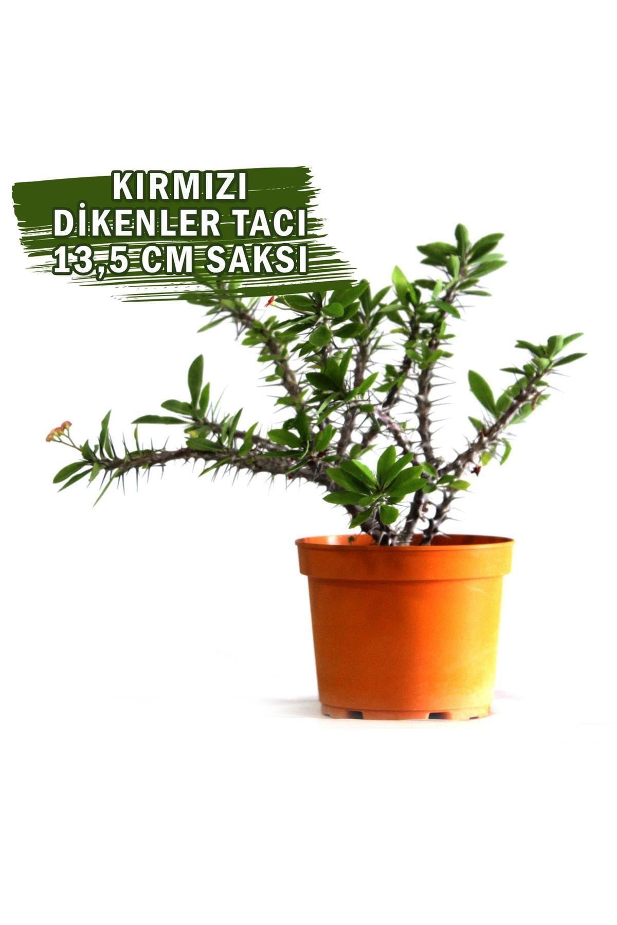 ÇiçekAntalya Dikenler Tacı Euphorbia Milii Kırmızı 25 Cm