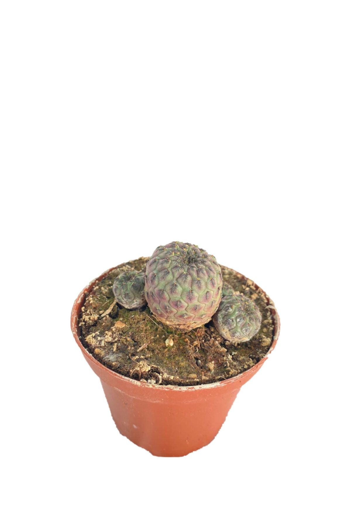 Sukulent Bahçem Sulcorebutia Rauschii - 8,5 Cm Saksıda Kaktüs