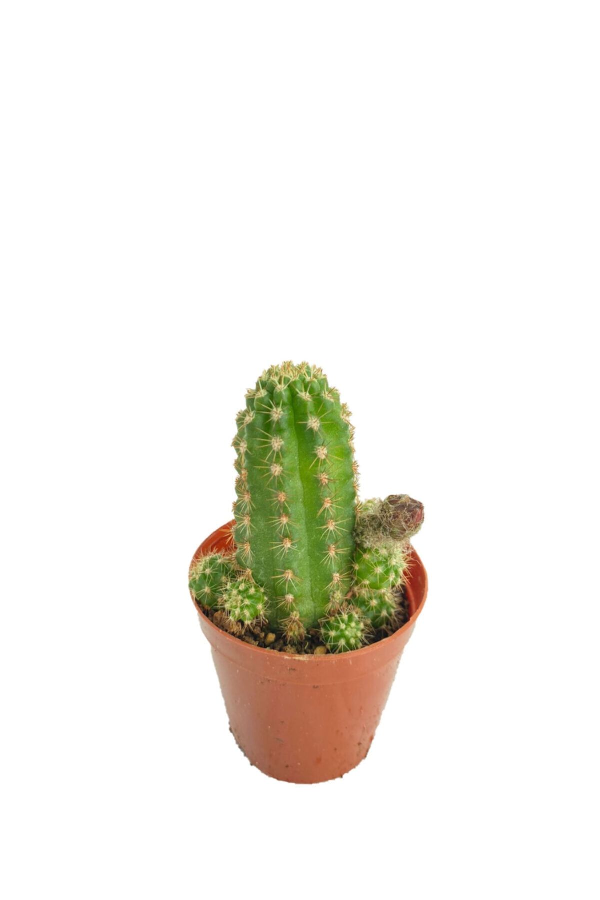 Sukulent Bahçem Lobivia Arachnacantha -5,5 Cm Saksıda Kırmızı Çiçek Açan Kaktüs