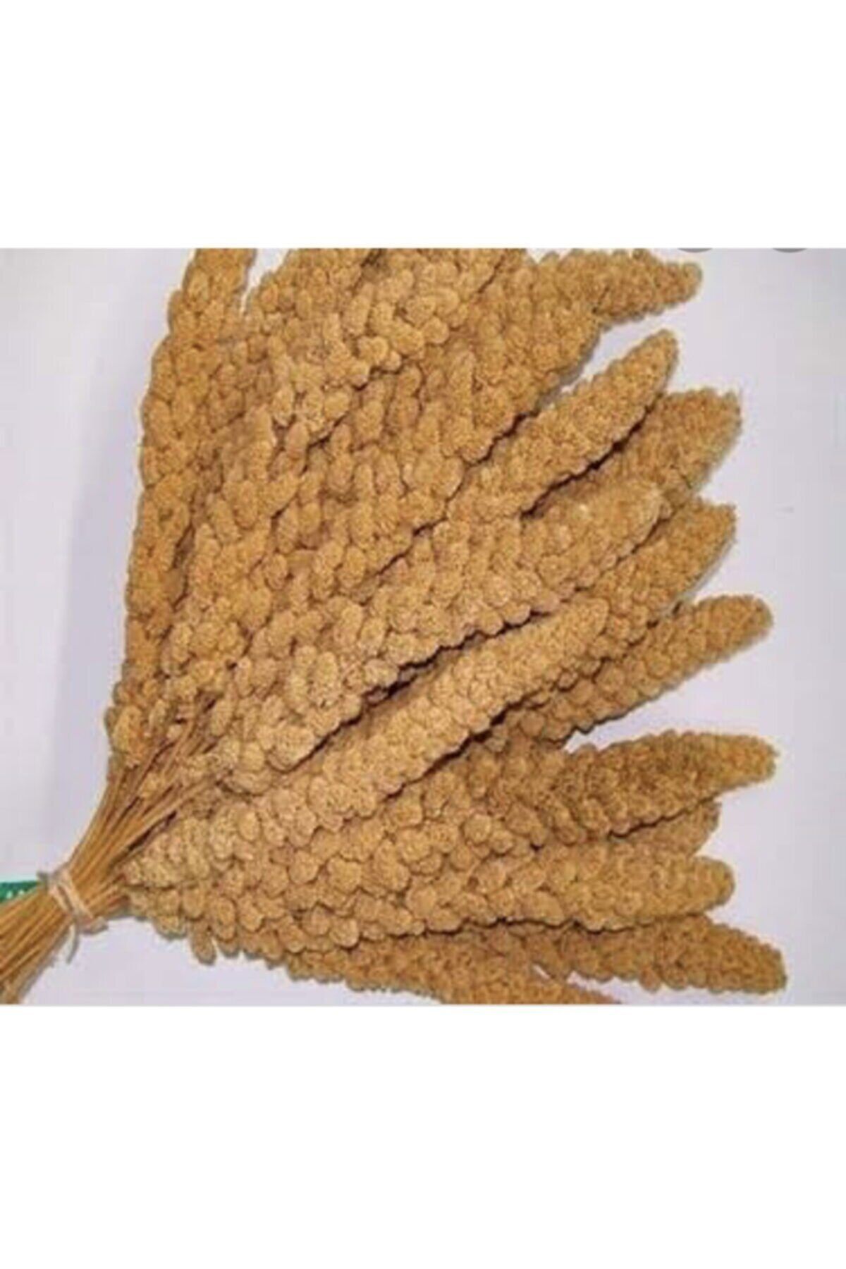 Eslem Tohumculuk Dal Darı-doğal Sarı Daldarı Kuş Yemi 1 Kg