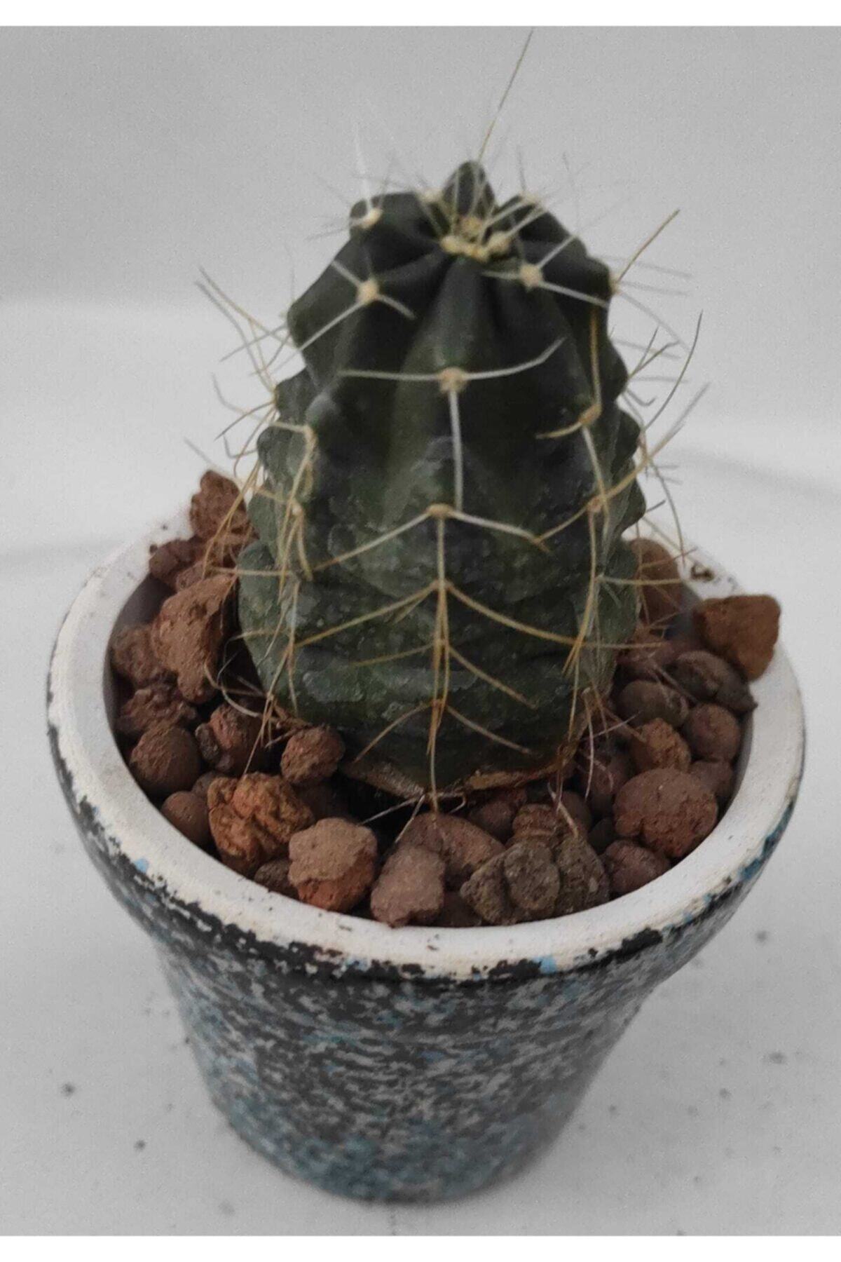 Pagoda Gymnocalycium-5.5 cm Saksıda Kaktüs-ref13a/08