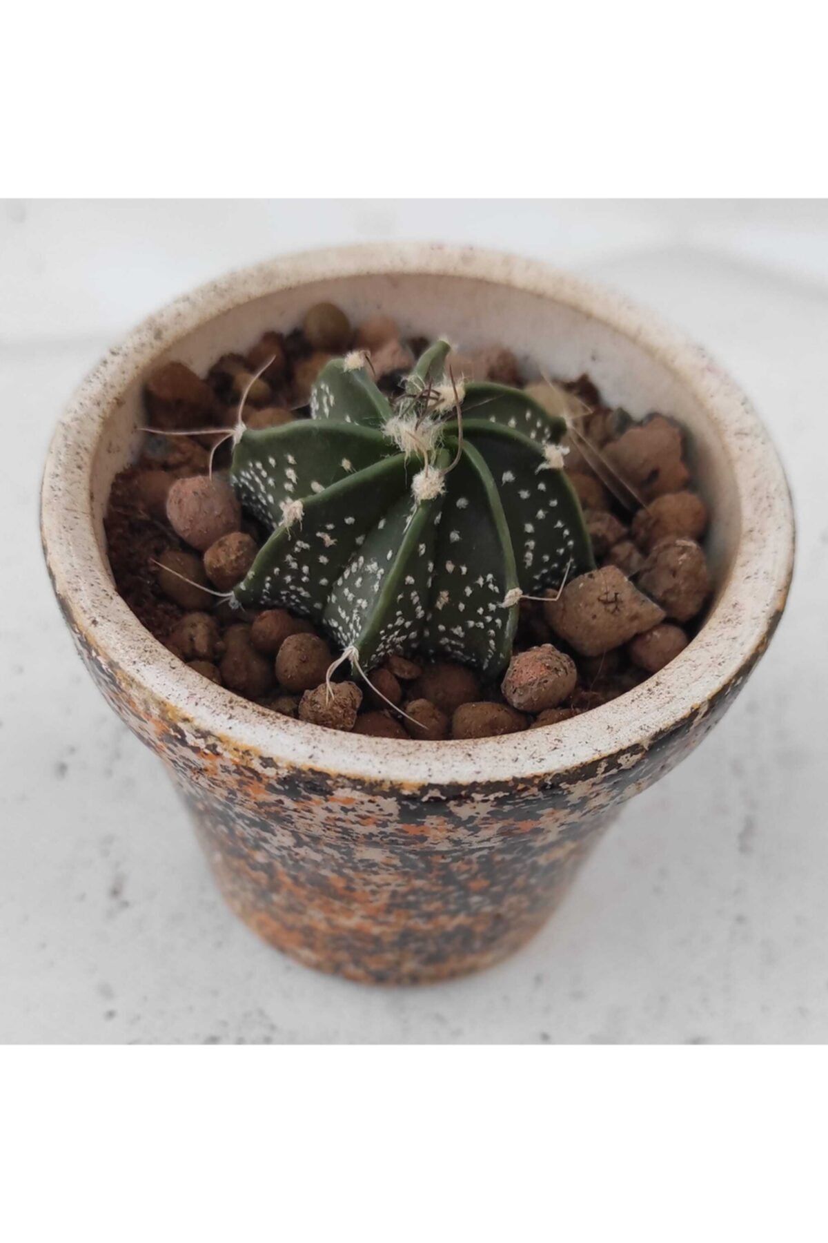 Pagoda Astrophtyum-5.5 Cm Saksıda-kaktüs-ref 13a/08