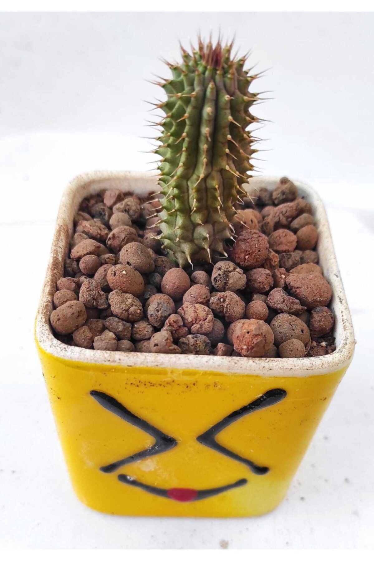 Pagoda Hoodia 6.5 cm Saksı Kaktüs Ref 13a/08
