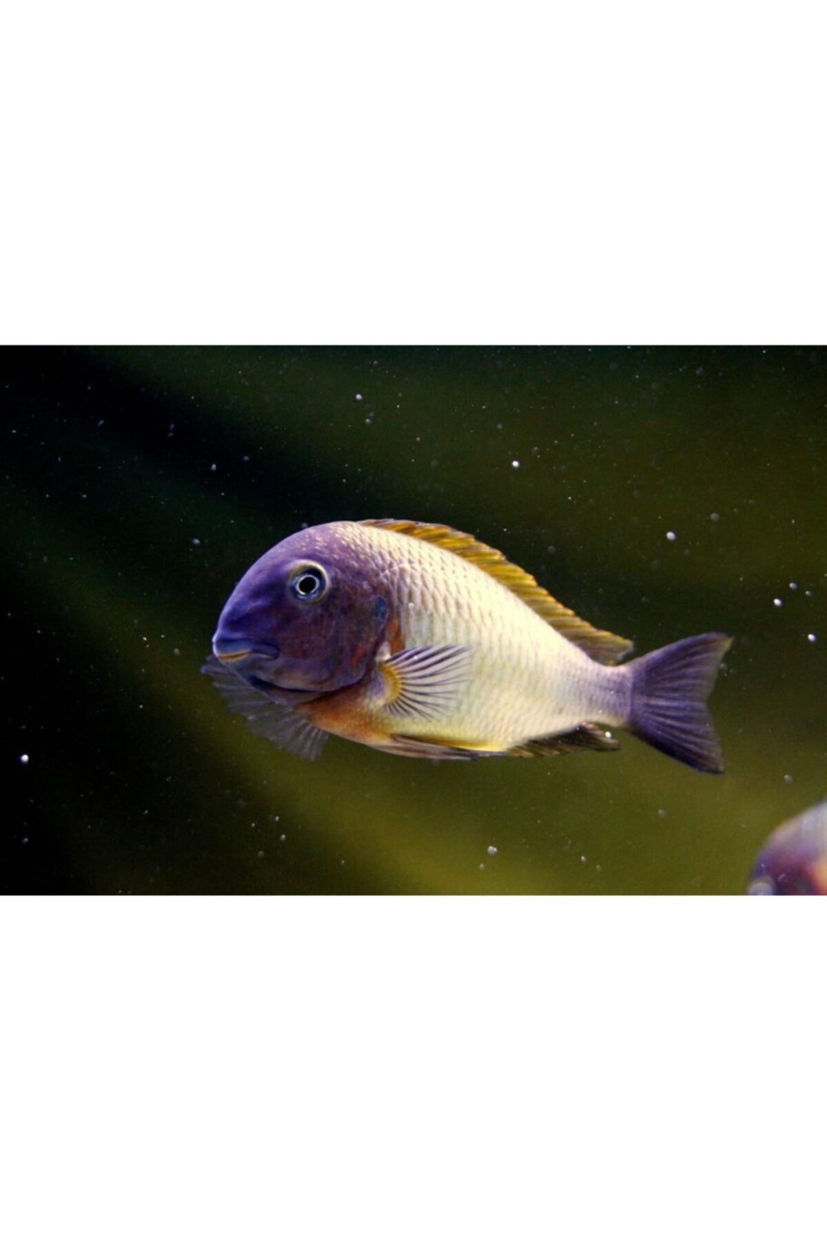 Tropical Tropheus Nkonde Bright Yellow Özel Balık Yem Paketi 300gr (6x50gr)