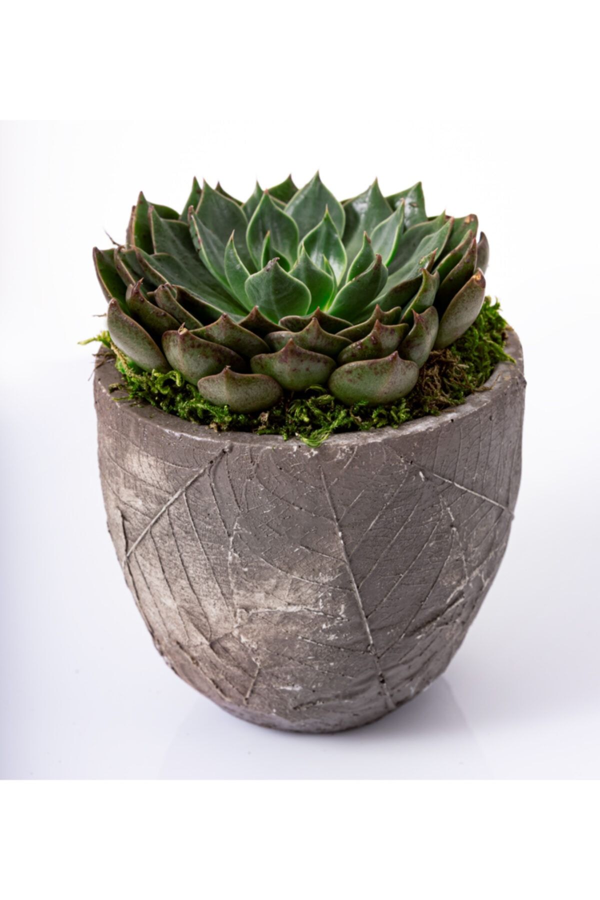 LAVİNYA BUTİK Onsra Tasarım Serisi, Echeveria