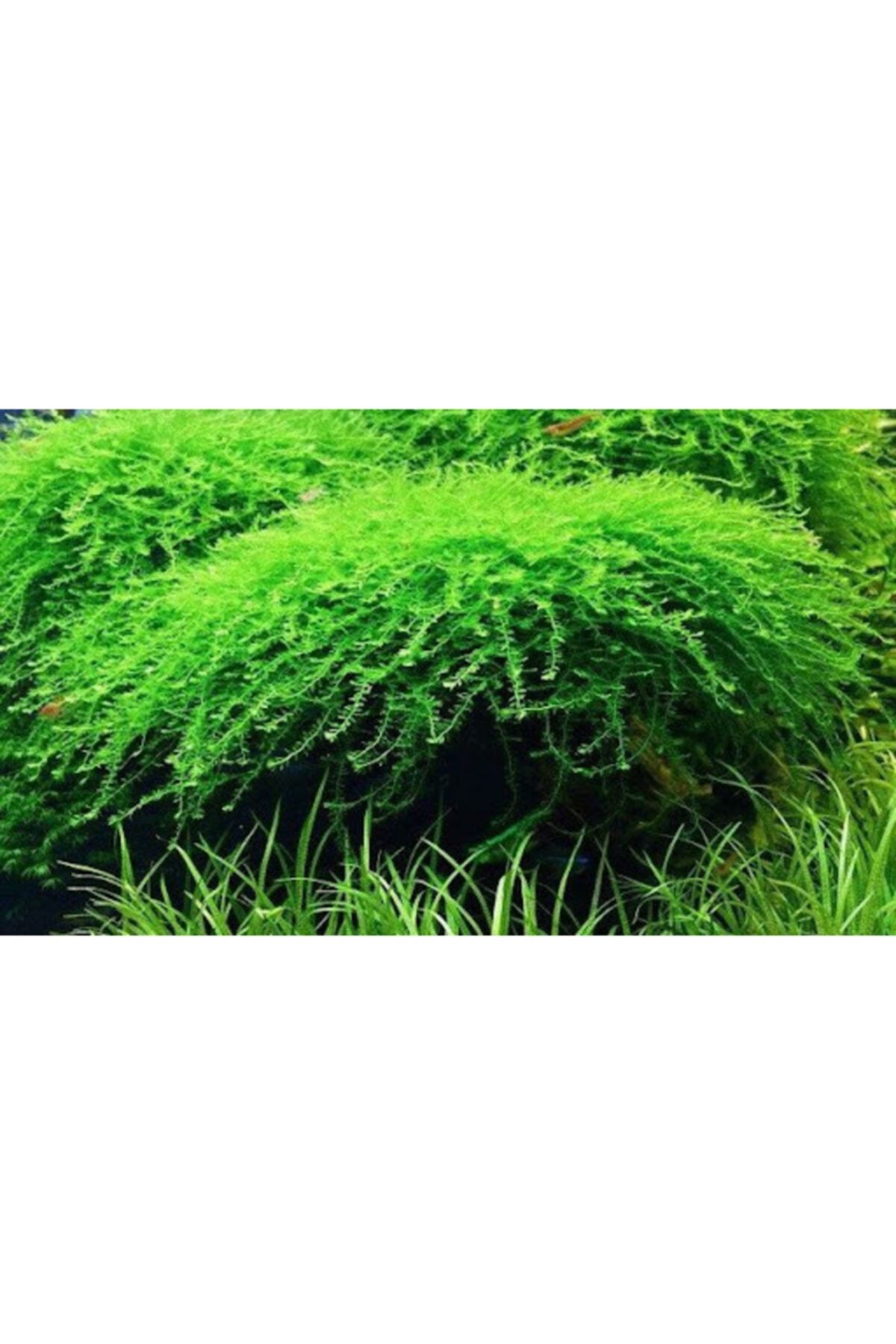 EMAAVM Akvaryum Bitkisi Bubble Moss Güzel Form Dolu Dolu 1 Cup