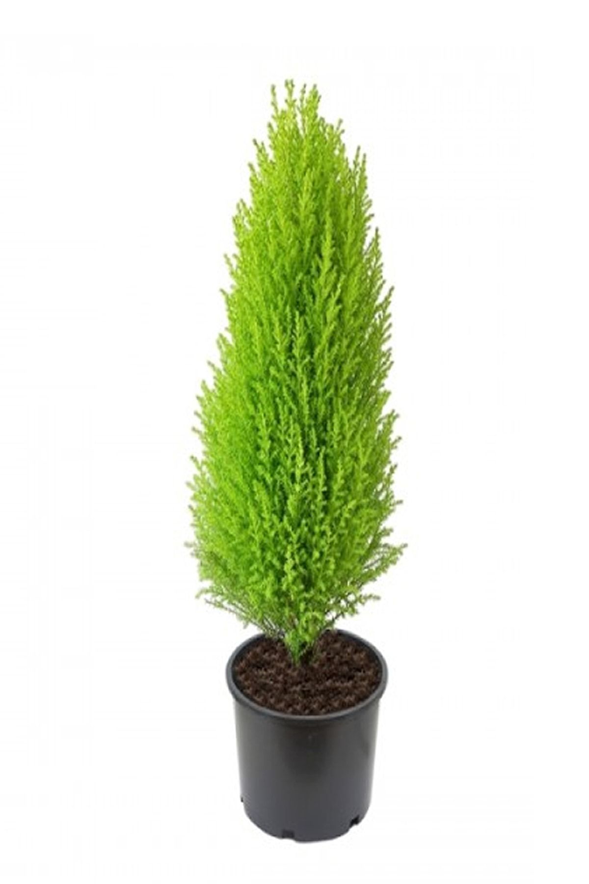 Karadeniz Fidancılık Limon Selvi Fidanı 150 - 170 cm