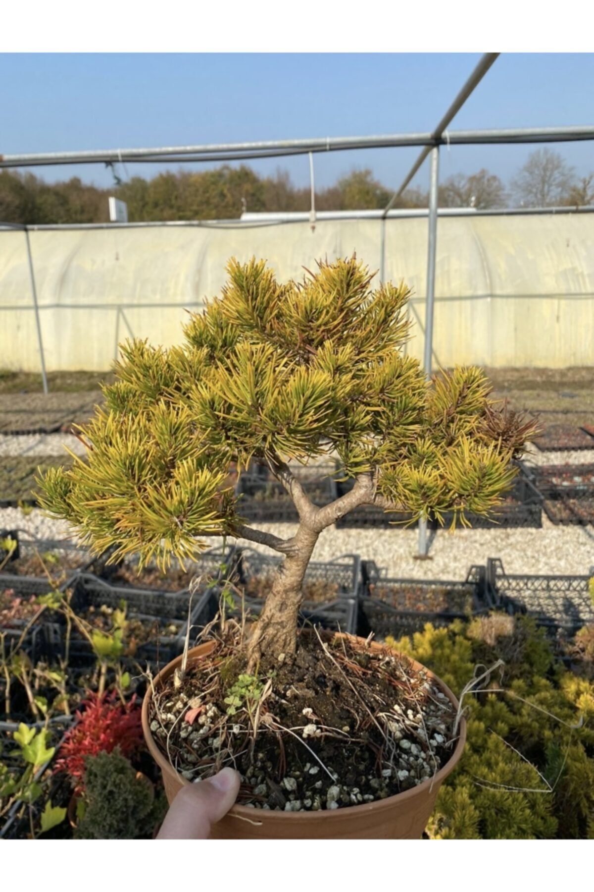 bakan tarım Özel Seri 8 Yaşında Bonsai