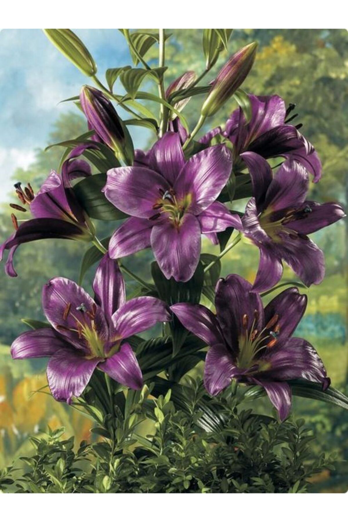 CANBOTANİK 2 Adet Lilyum Zambak Çiçek Soğanı-mor
