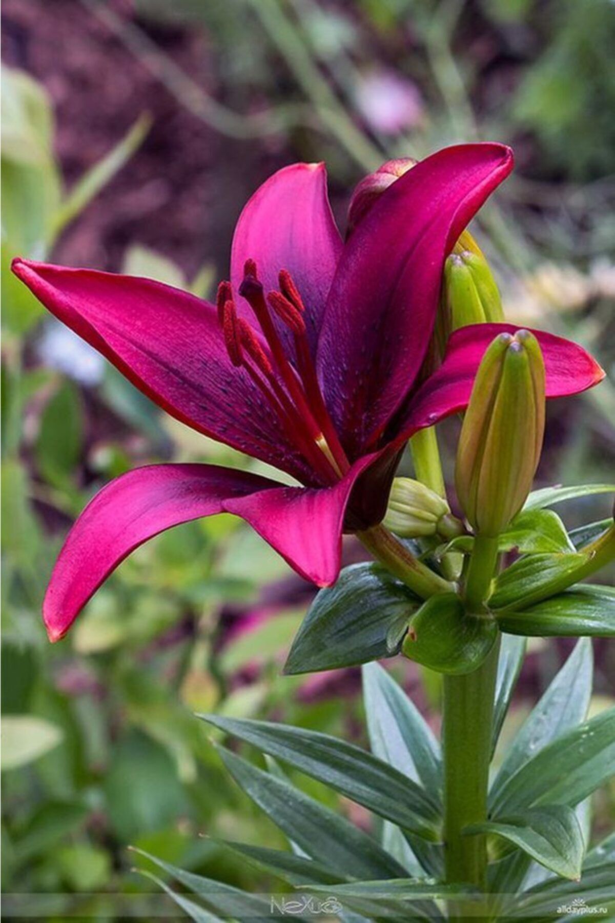 CANBOTANİK 2 Adet Lilyum Zambak Çiçek Soğanı