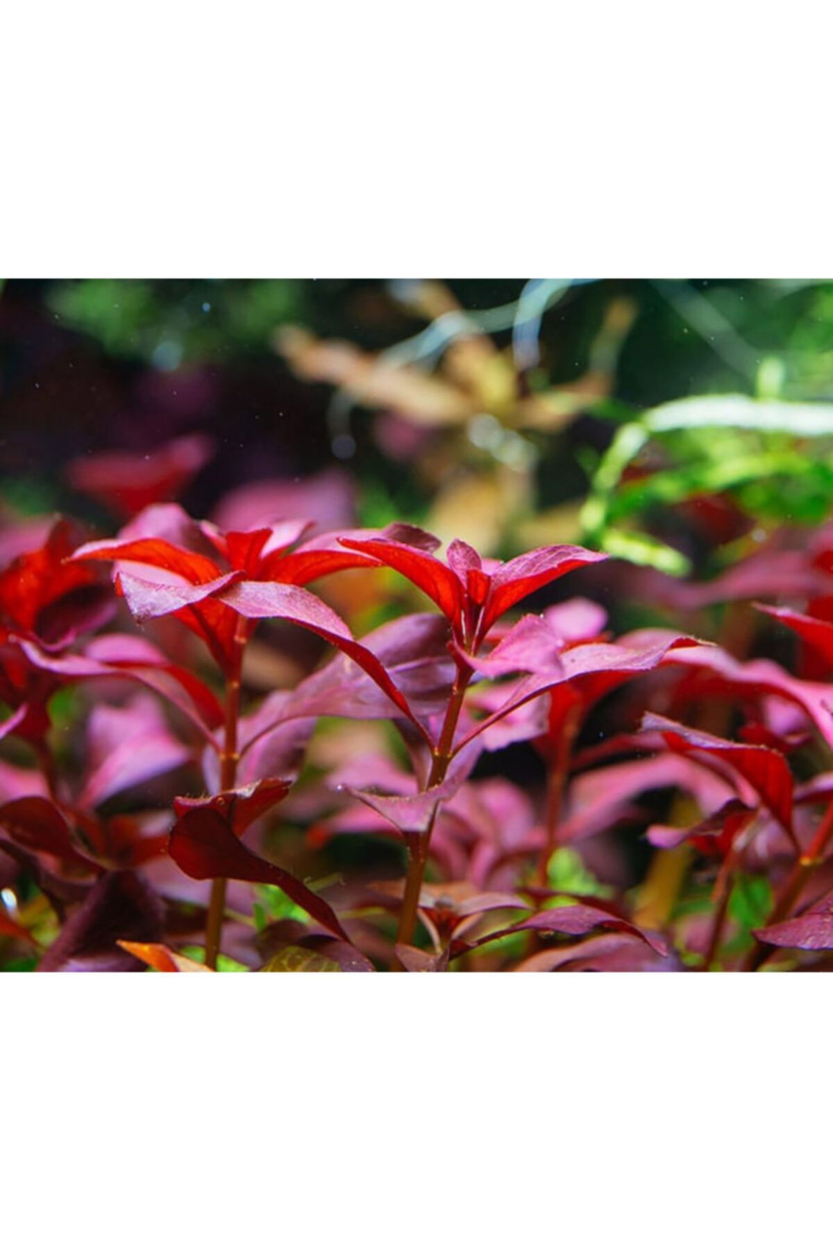Derindere Aquatics Ludwigia Mini Süper Red Akvaryum Bitkisi - 5 Dal