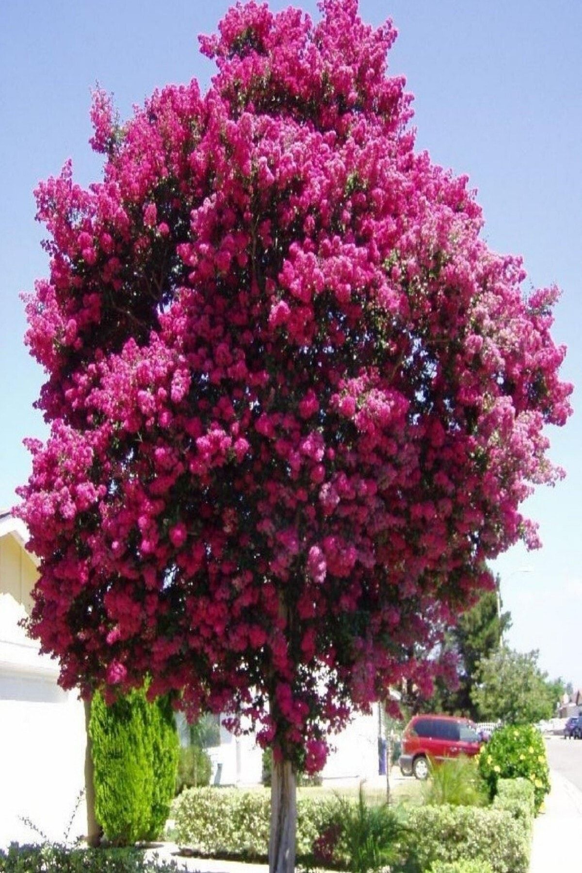 ÇİÇEKFLİX Pembe Oya Ağaci Fidani 50 70 cm