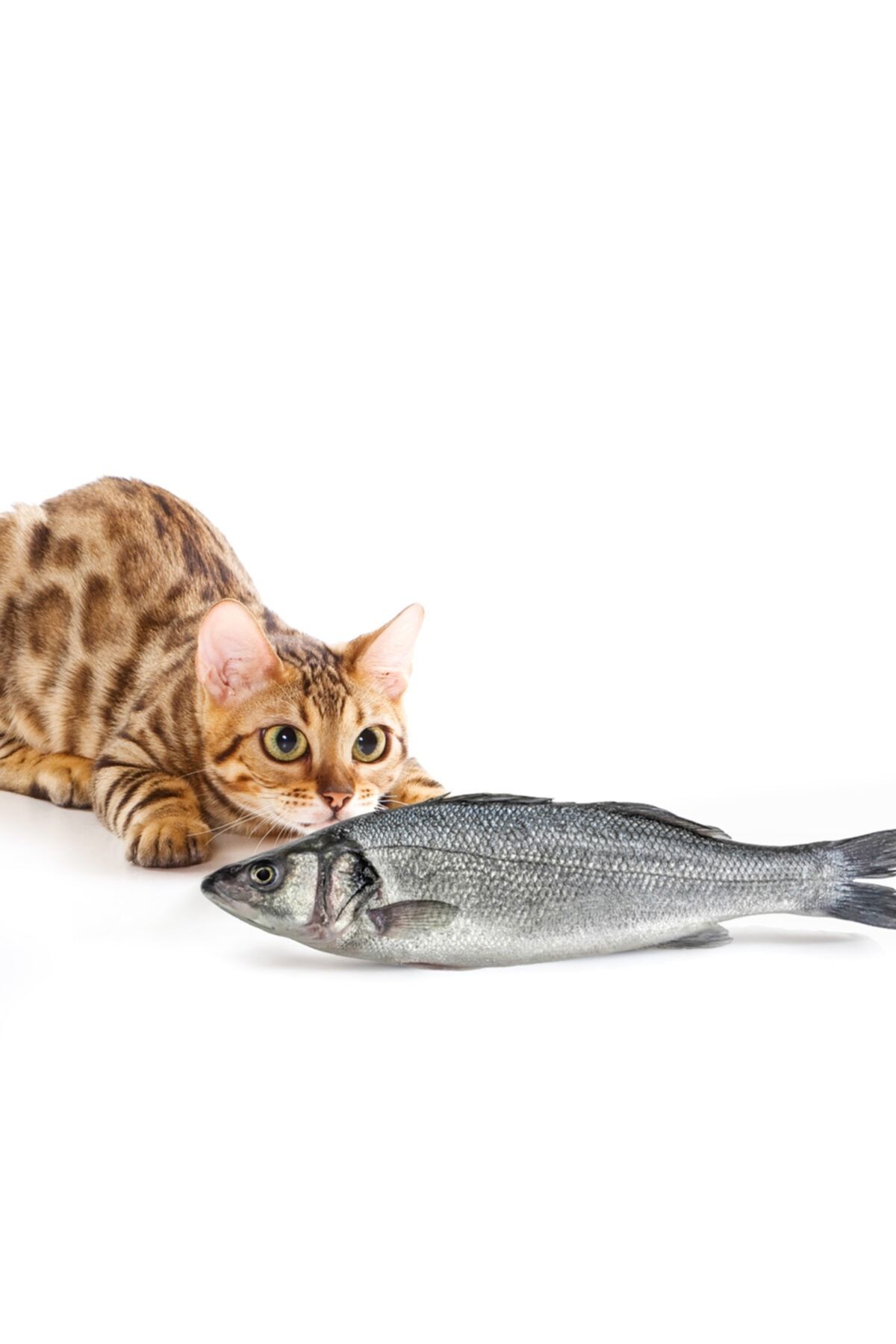 Bundera Büyük Boy Bez Balık Kedi Oyuncağı Kedi Otu Dolgulu Ve Kedi Yatağı Tırmalama Oyuncağı