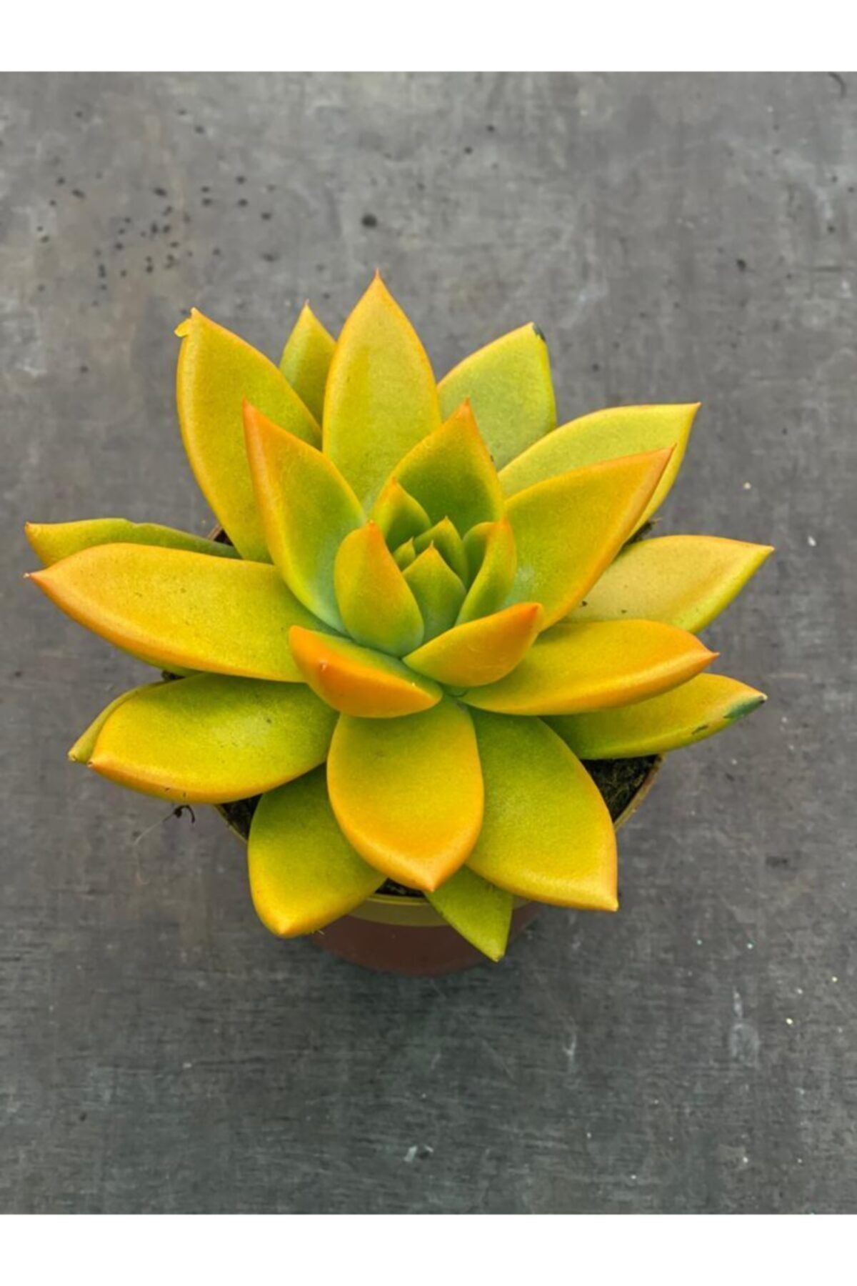 LİLYA BOTANİK Canlı Sarı Sukulent