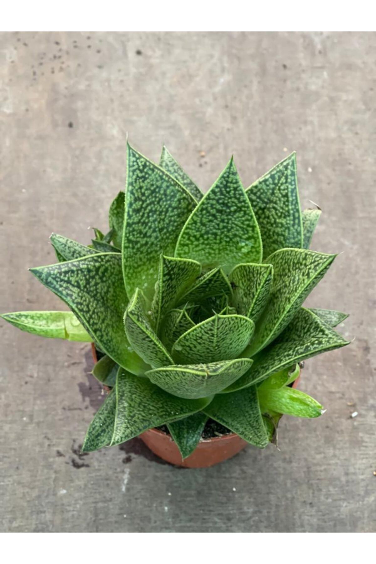 LİLYA BOTANİK Canlı Sukulent