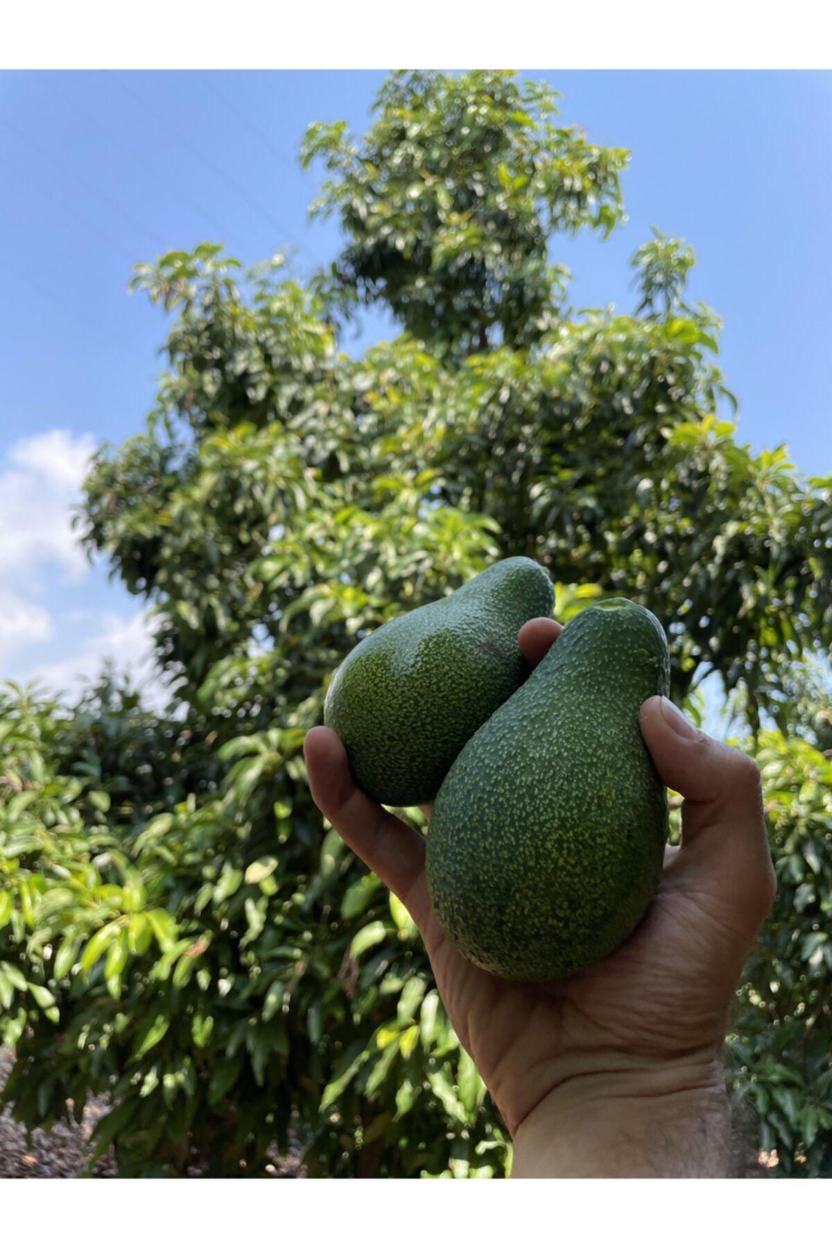 Maya Tropikal 10 Adet Taze Avokado 150-220 gr Arası
