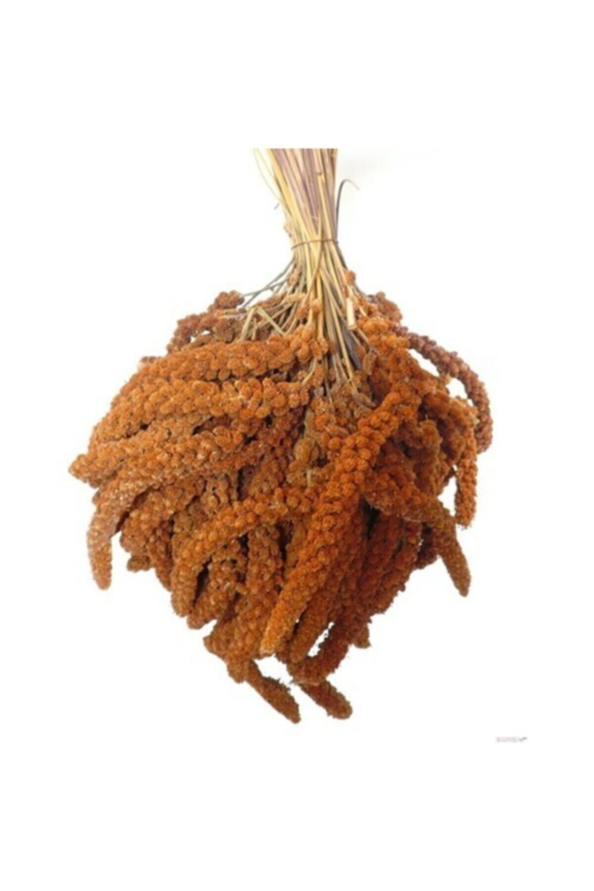 Eslem Tohumculuk Sarı Dal Darı 500 Gr Sarı Dal Darı Sarı Daldarı 500 Gr