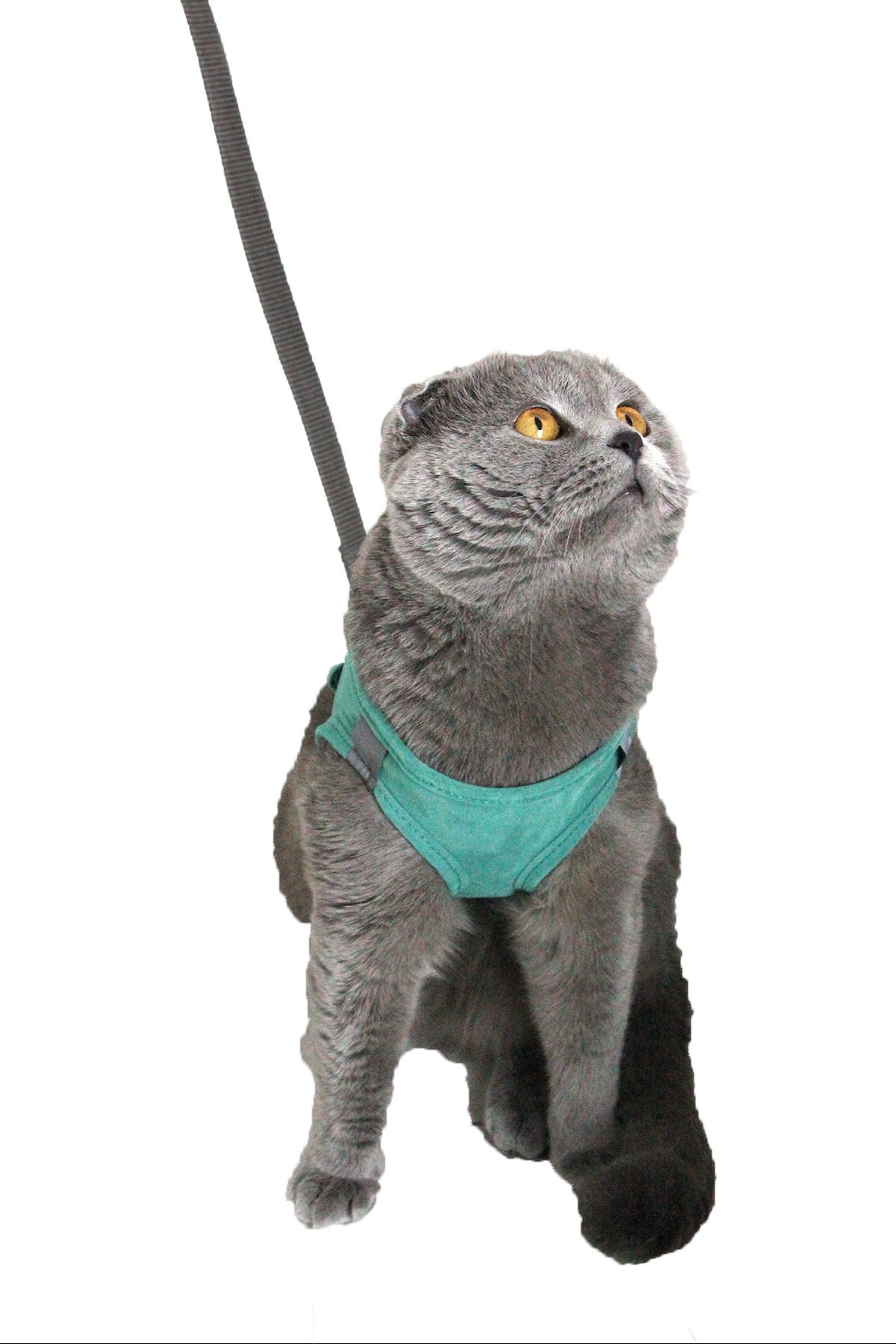 Petköy Kedi Göğüs Tasma Seti Yumuşak Süet Kumaş Mint Renk