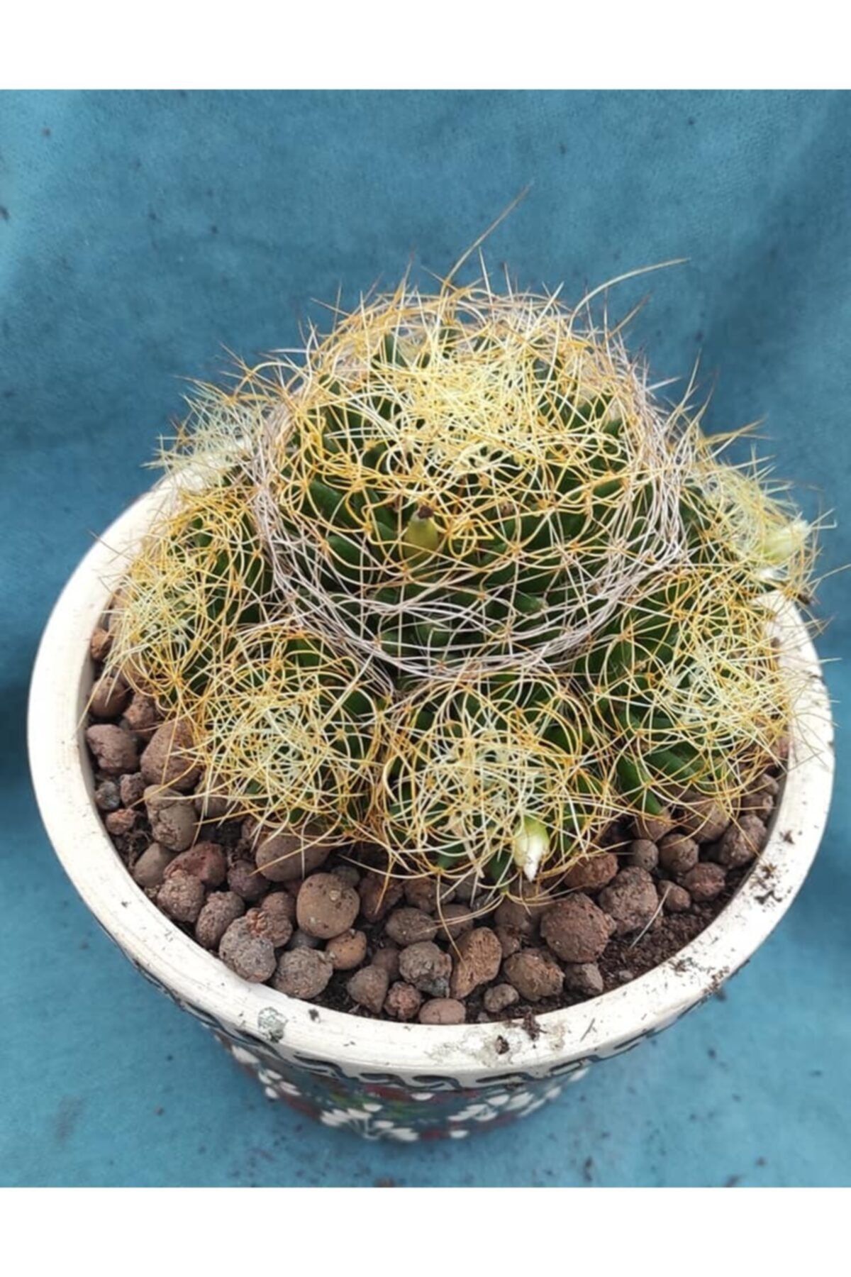Pagoda Mammillaria-12 Cm Saksı-ref 4c/94