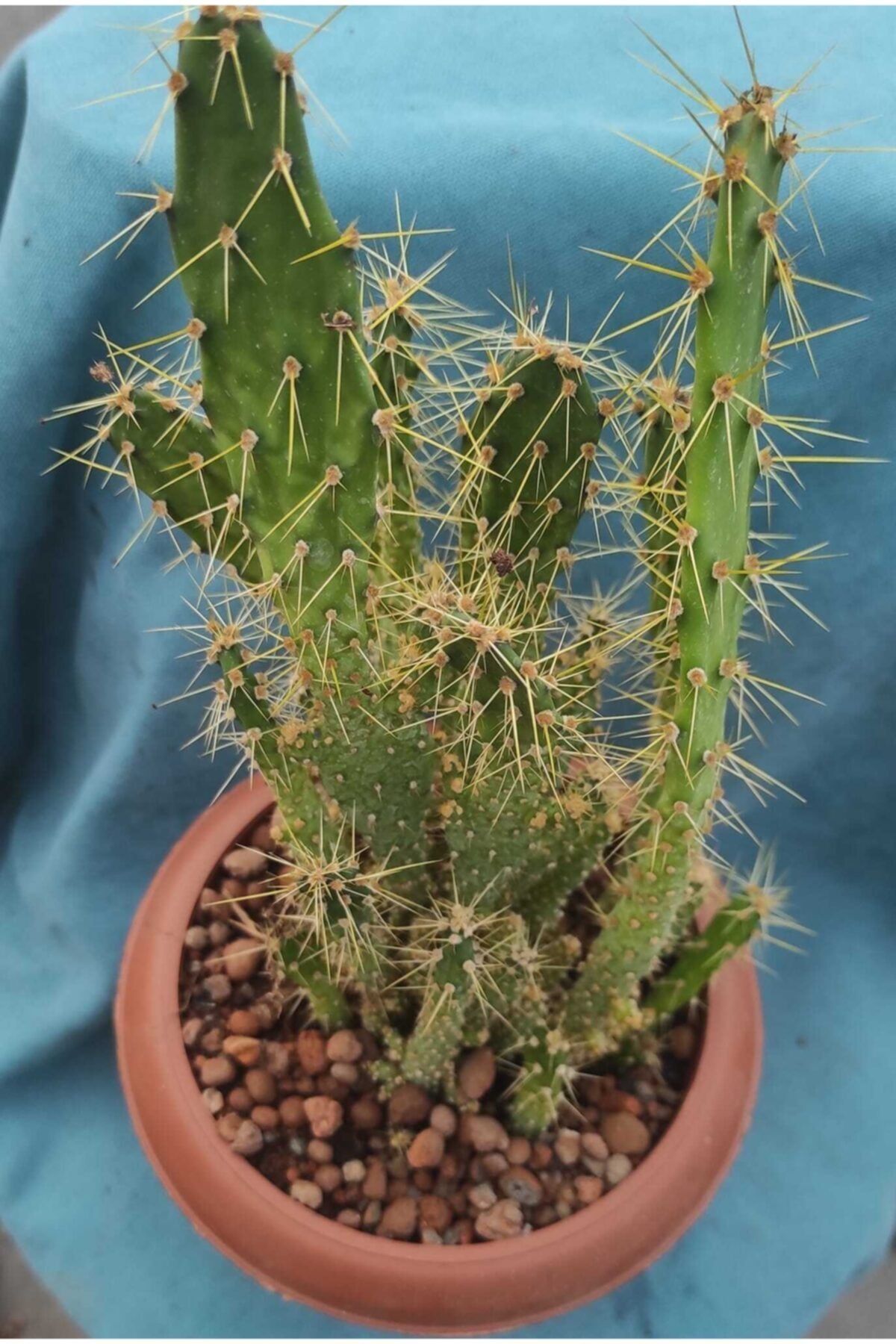 Pagoda Brasiliopuntia-12 Cm Saksı-ref 1d/242-kaktüs