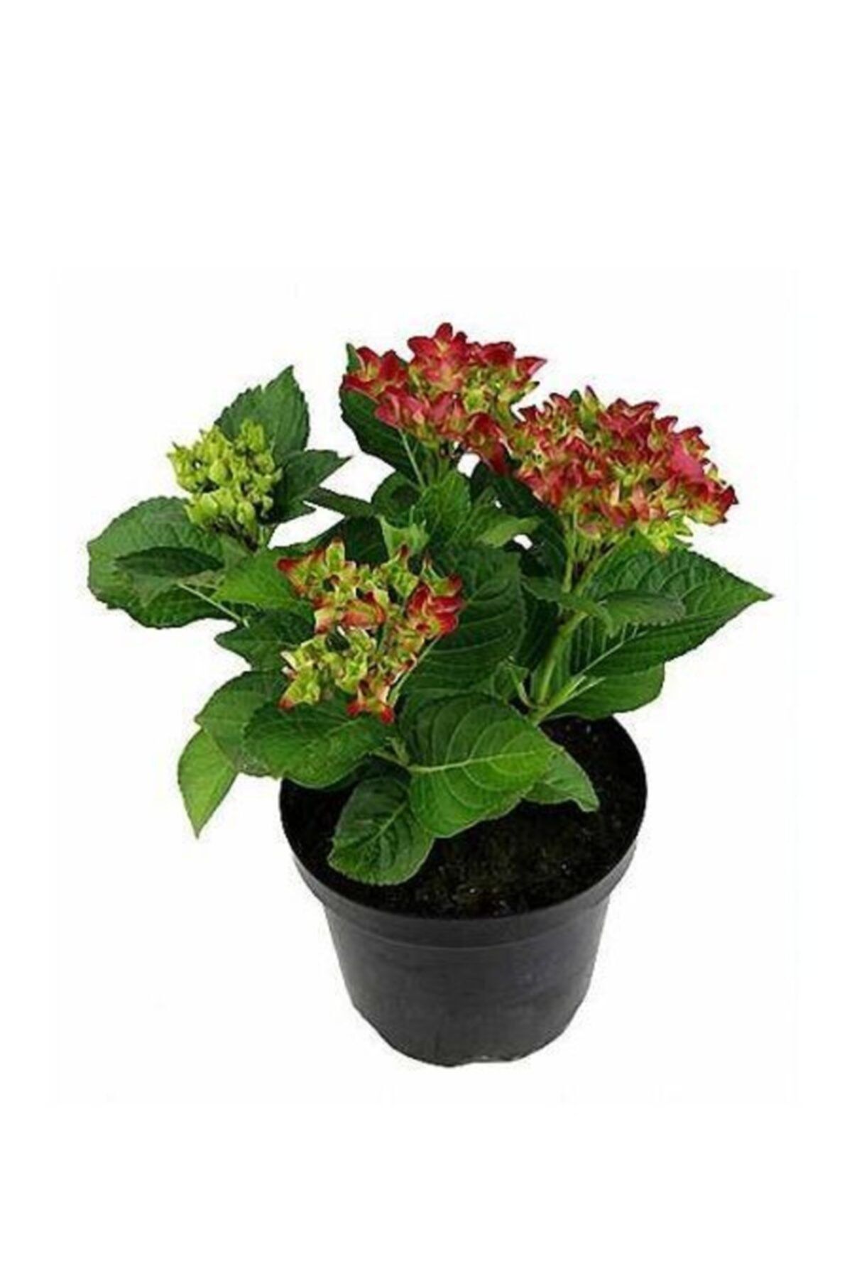 fidanistanbul Ortanca Fidanı Kırmızı Hydrangea Macrophylla Red, Büyük Yaş, Saksıda