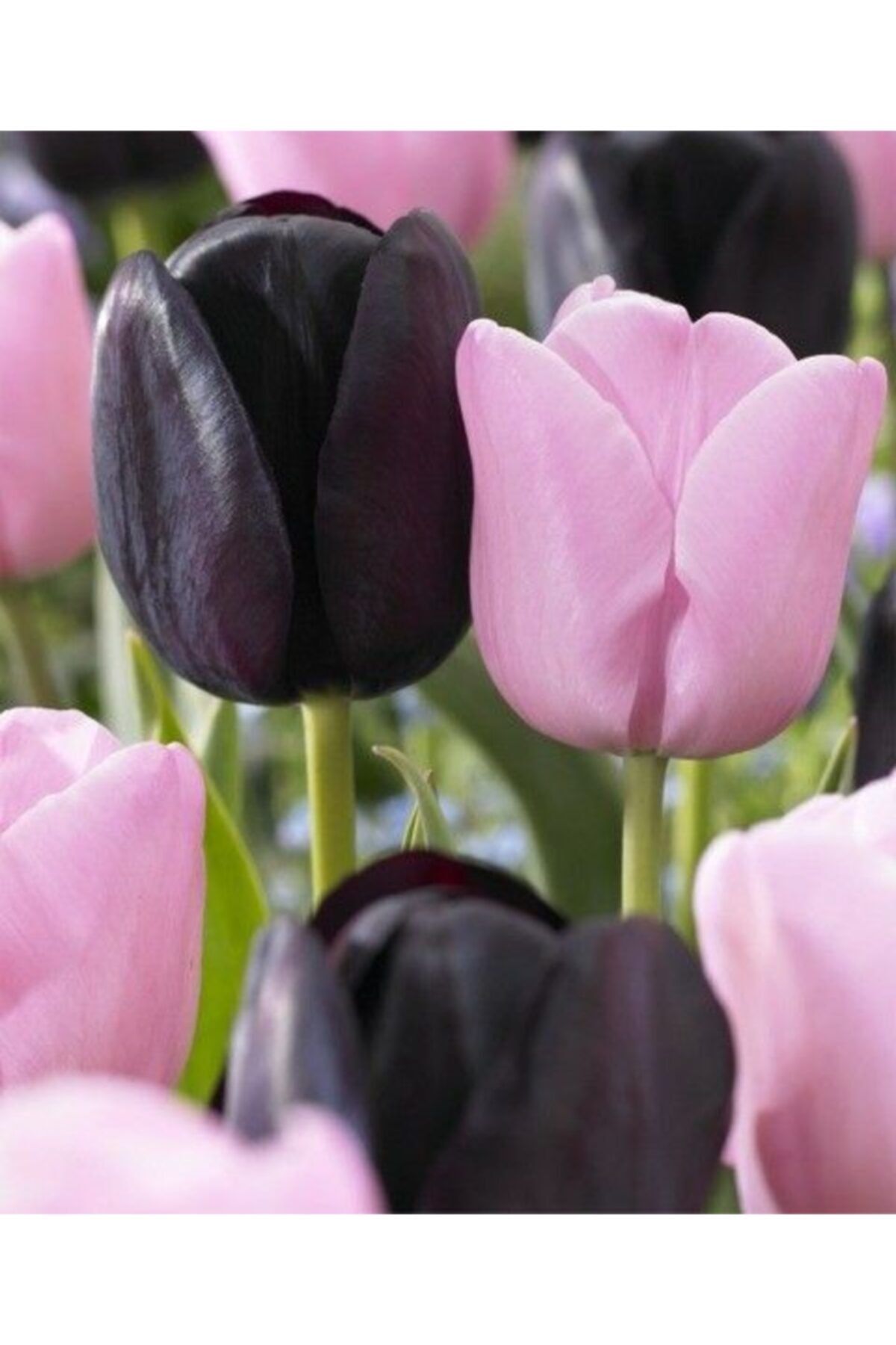 CANBOTANİK 3 Adet Pembe Siyah Hollanda Lale Soğanı