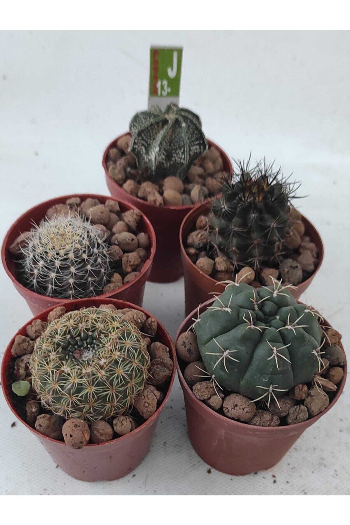 Pagoda Kaktüs Seti-5 Adet 5.5 cm Saksıda Yerli Kaktüs Içerir-ref 18g/j13