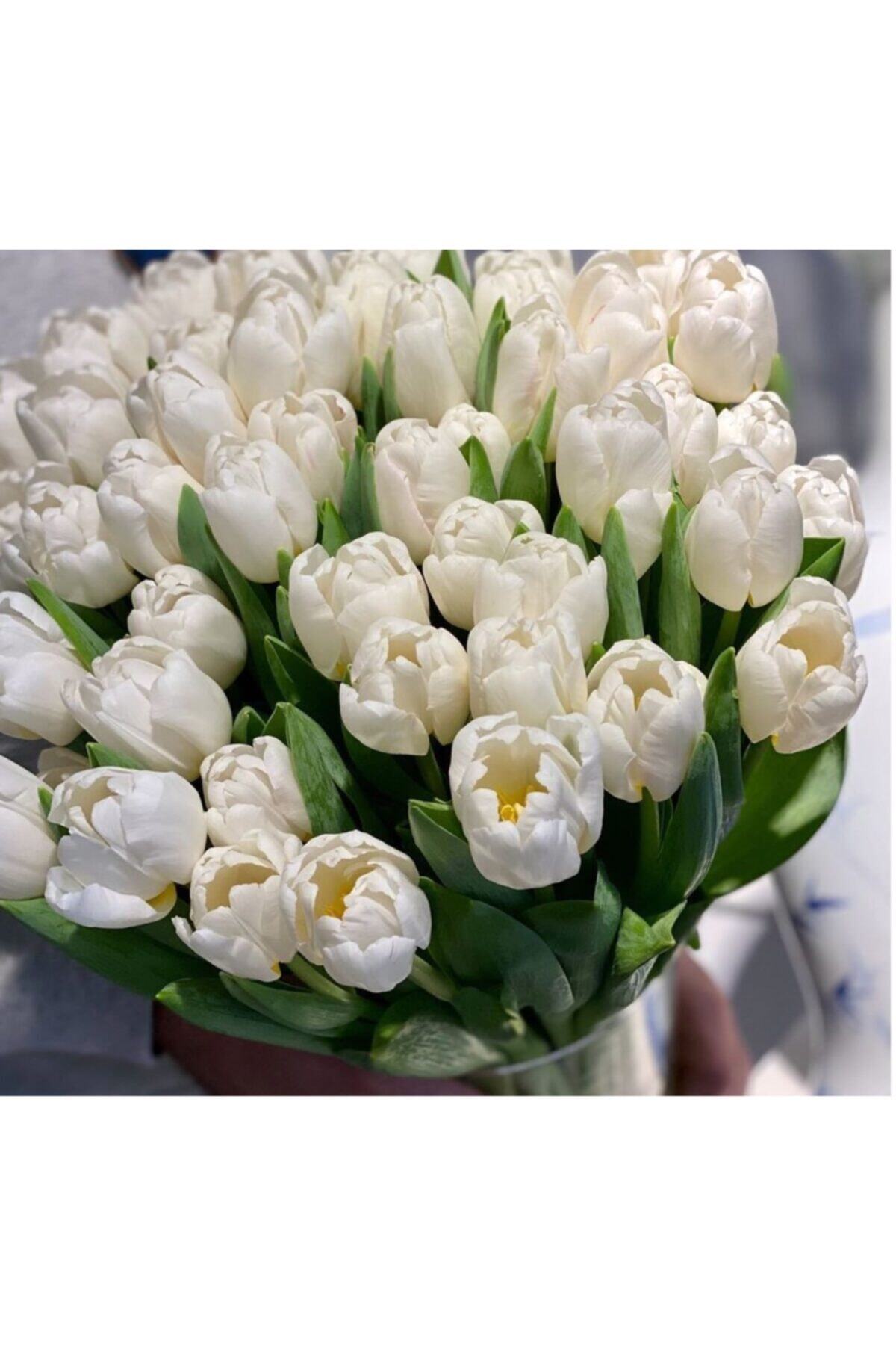 CANBOTANİK 3 Adet Double Katmerli Hollanda Lale Soğanı