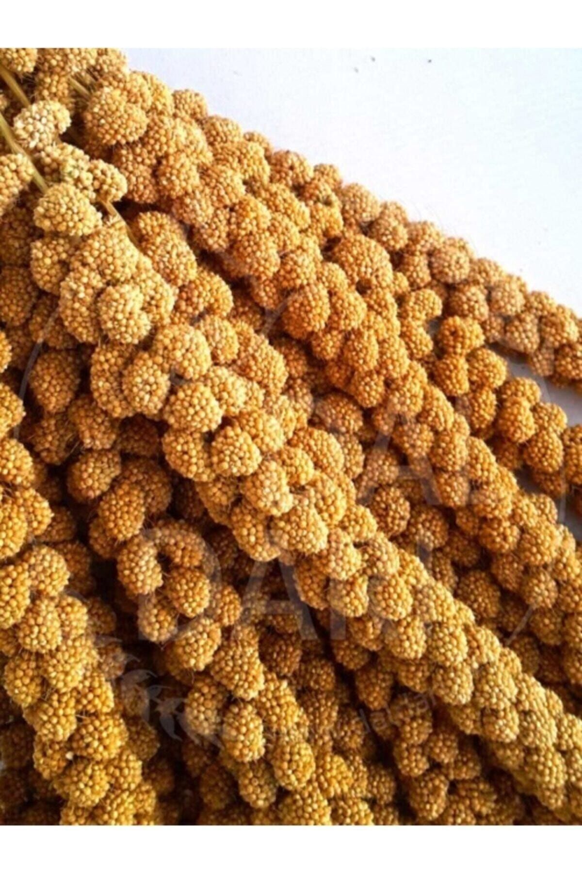 Yeşil Lisans Kurutulmuş Doğal Dal Darı - Sarı - 1 Kg.