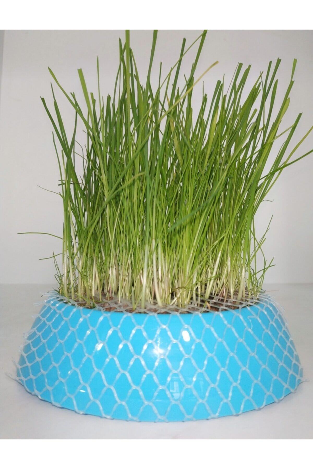 BRN GLOBAL Evcil Hayvan Kedi Çimi