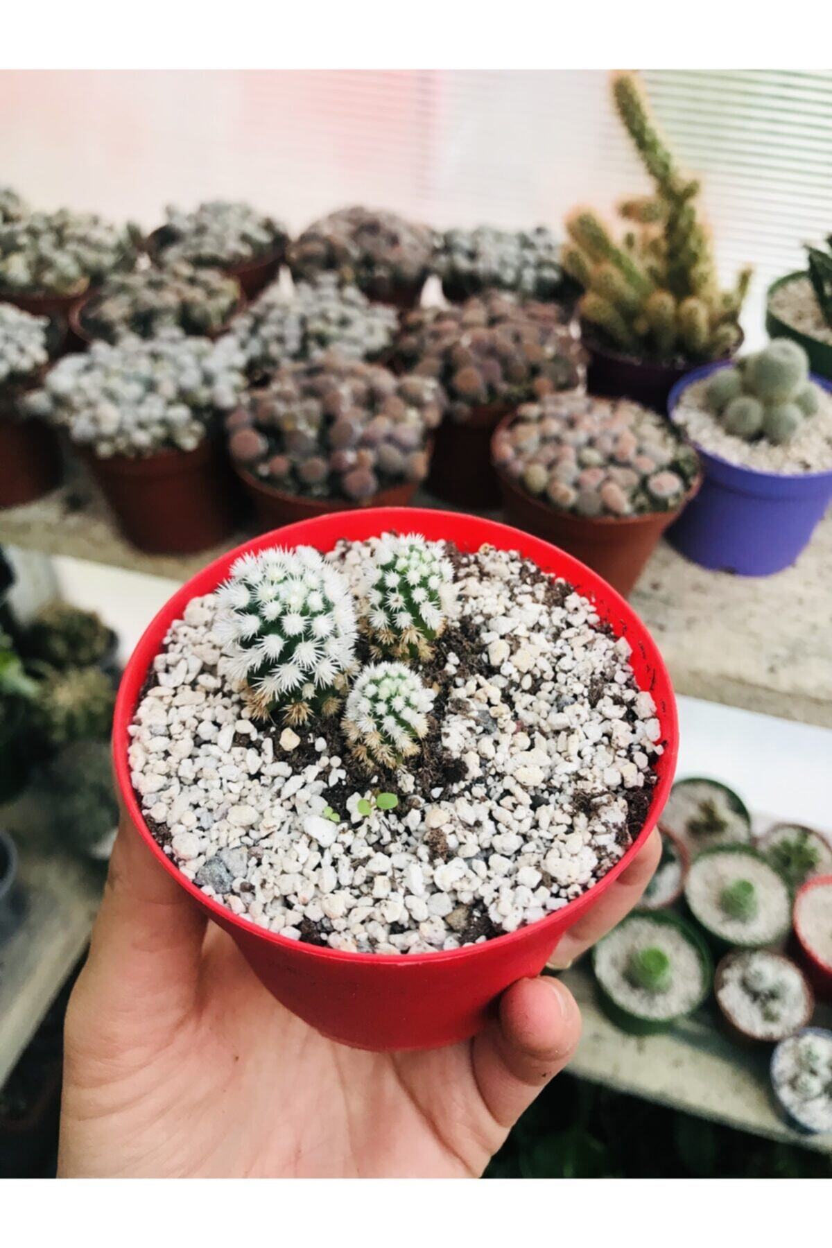 foliumbotanik Mammillaria Vetula Gracilis
