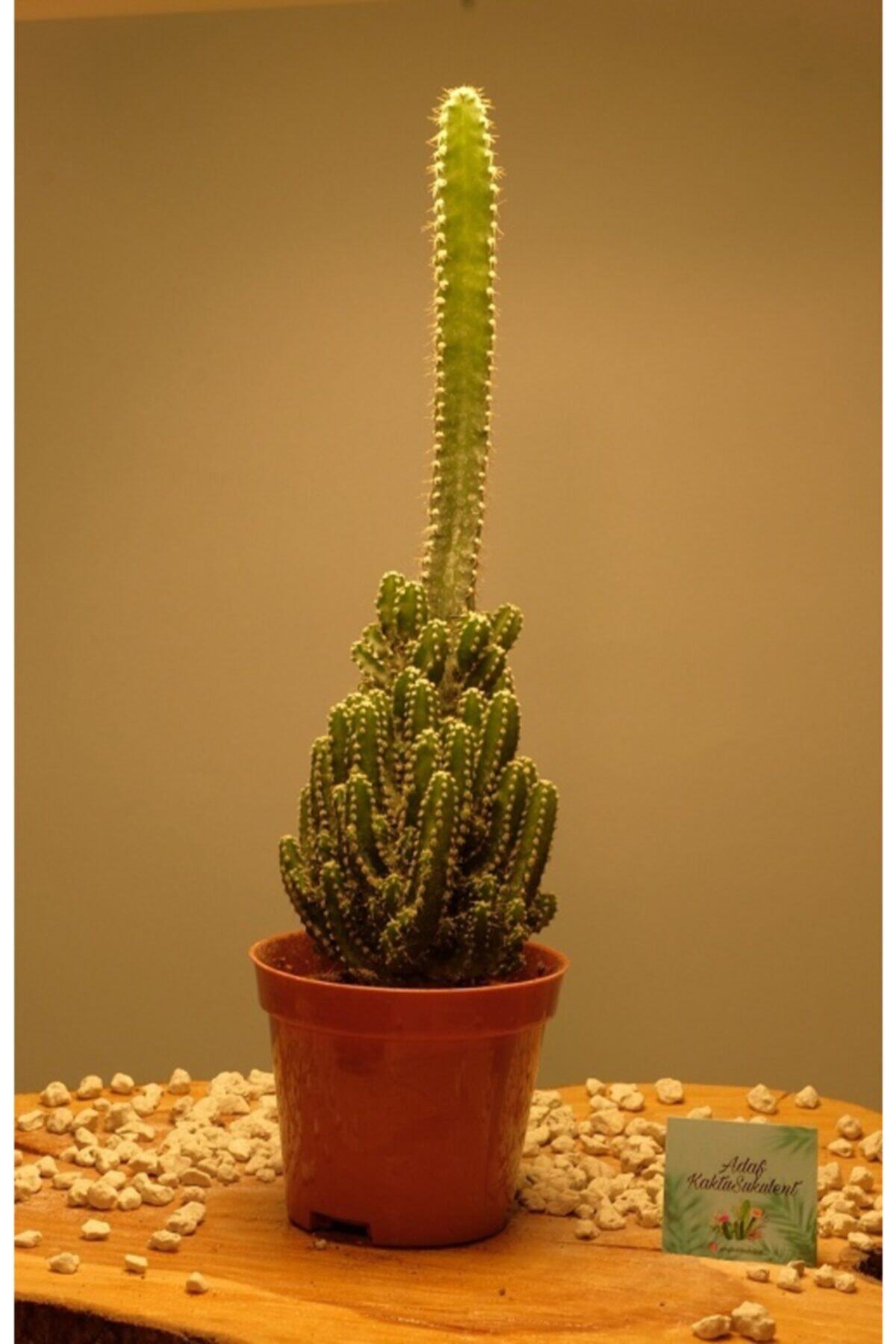 adaf kaktüs sukulent Cereus Peruvianus Paolina Radyosyon Emici Kaktüs