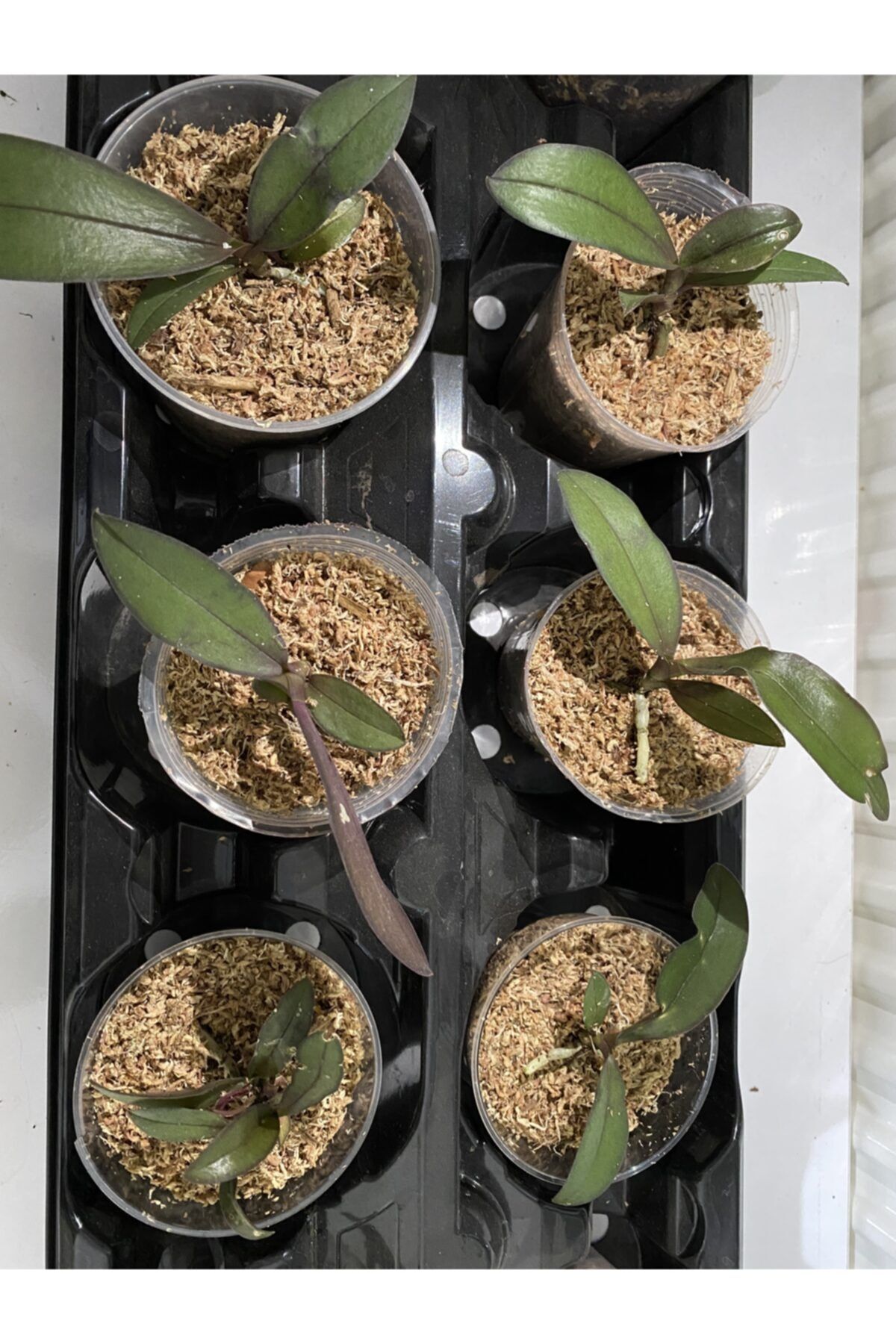 Veneris Home Phal Champion Black Pixie Özel Tür Orkide Fidesi