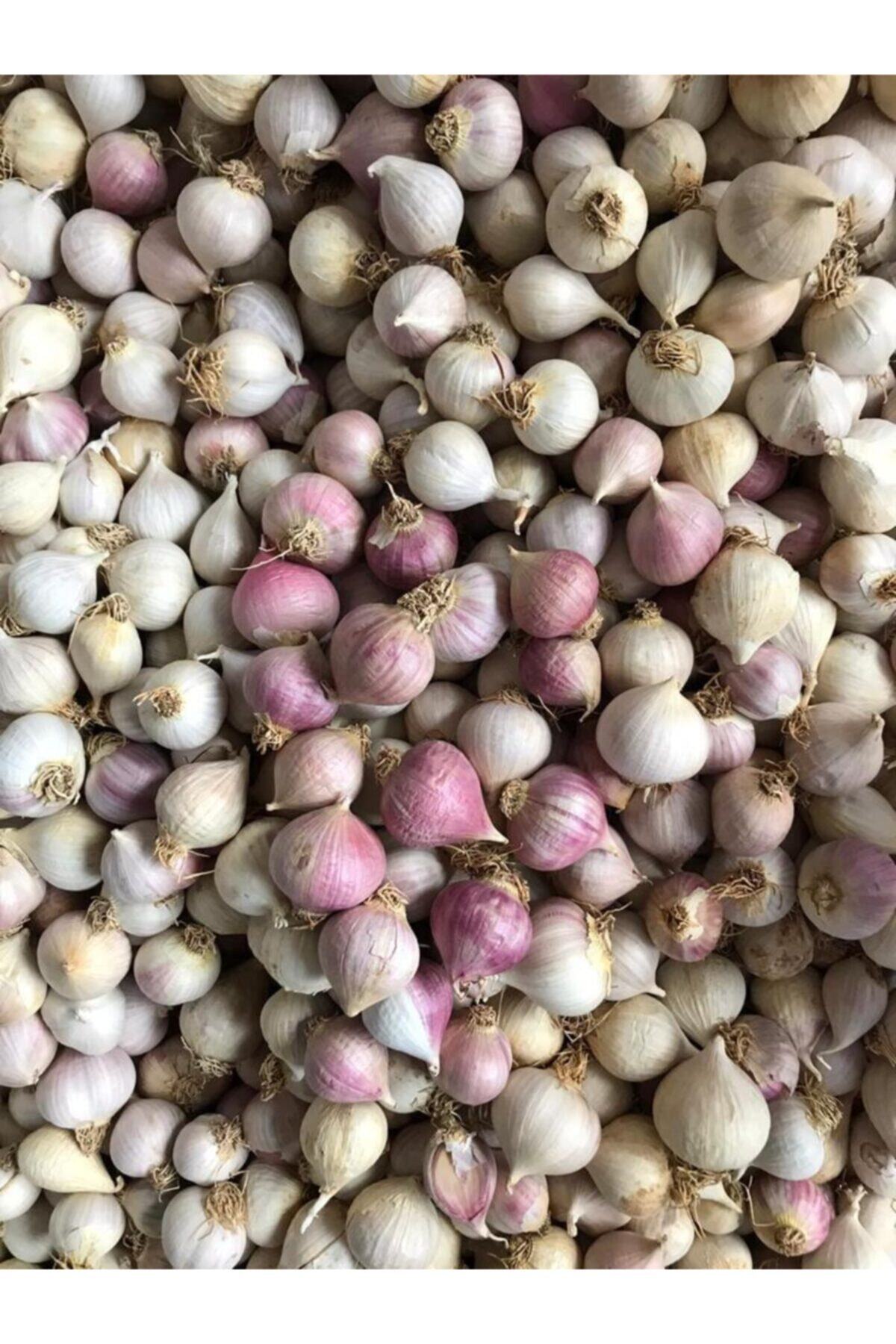 Edovital Tek Diş Mürdük Beyaz Sarımsak 2 Kg