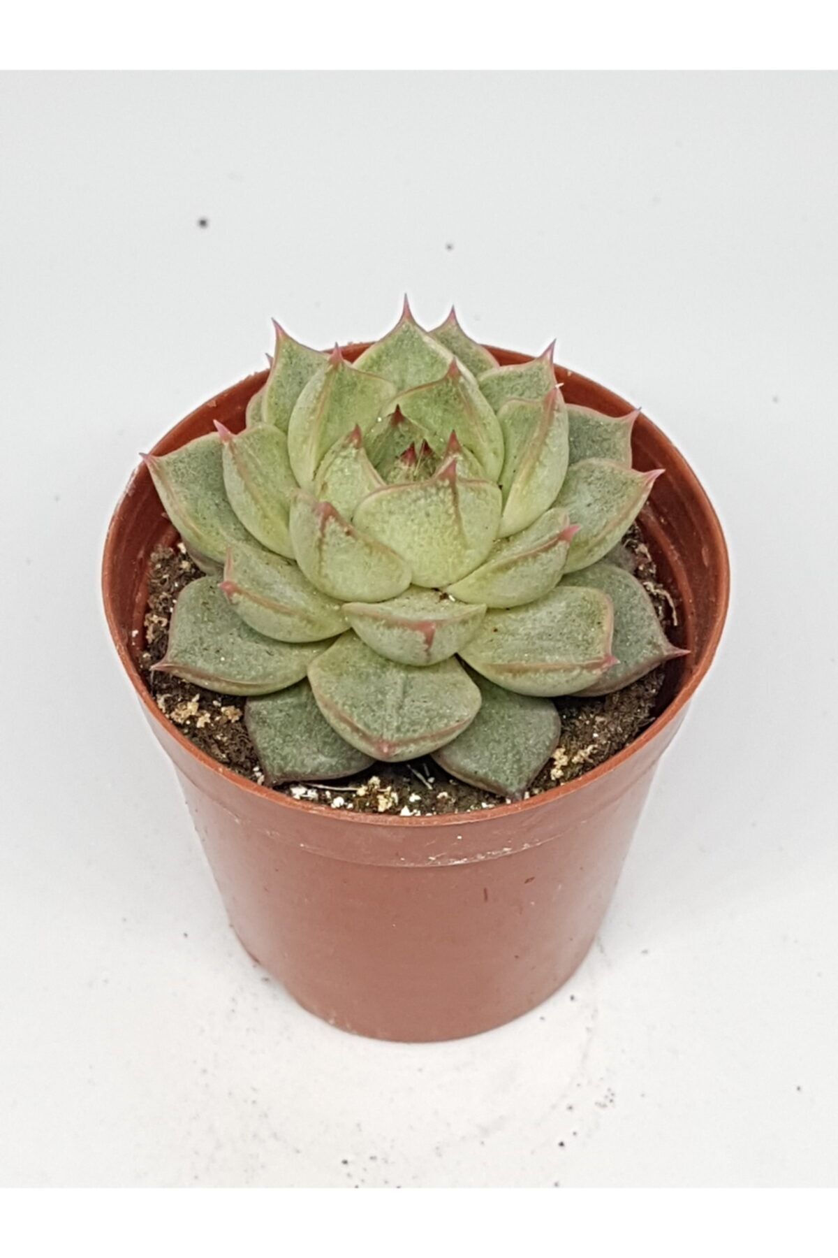 DOĞA BAHÇESİ Echeveria Fabiola Özel Tür Sukulent 5,5cm Saksılı