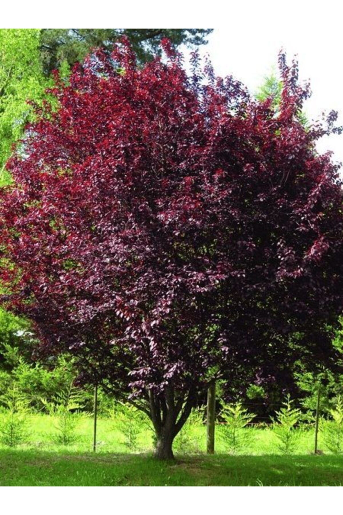 fidanistanbul Pembe Çiçekli Süs Eriği Prunus Cerasifera Pissardii +120 cm Saksıda