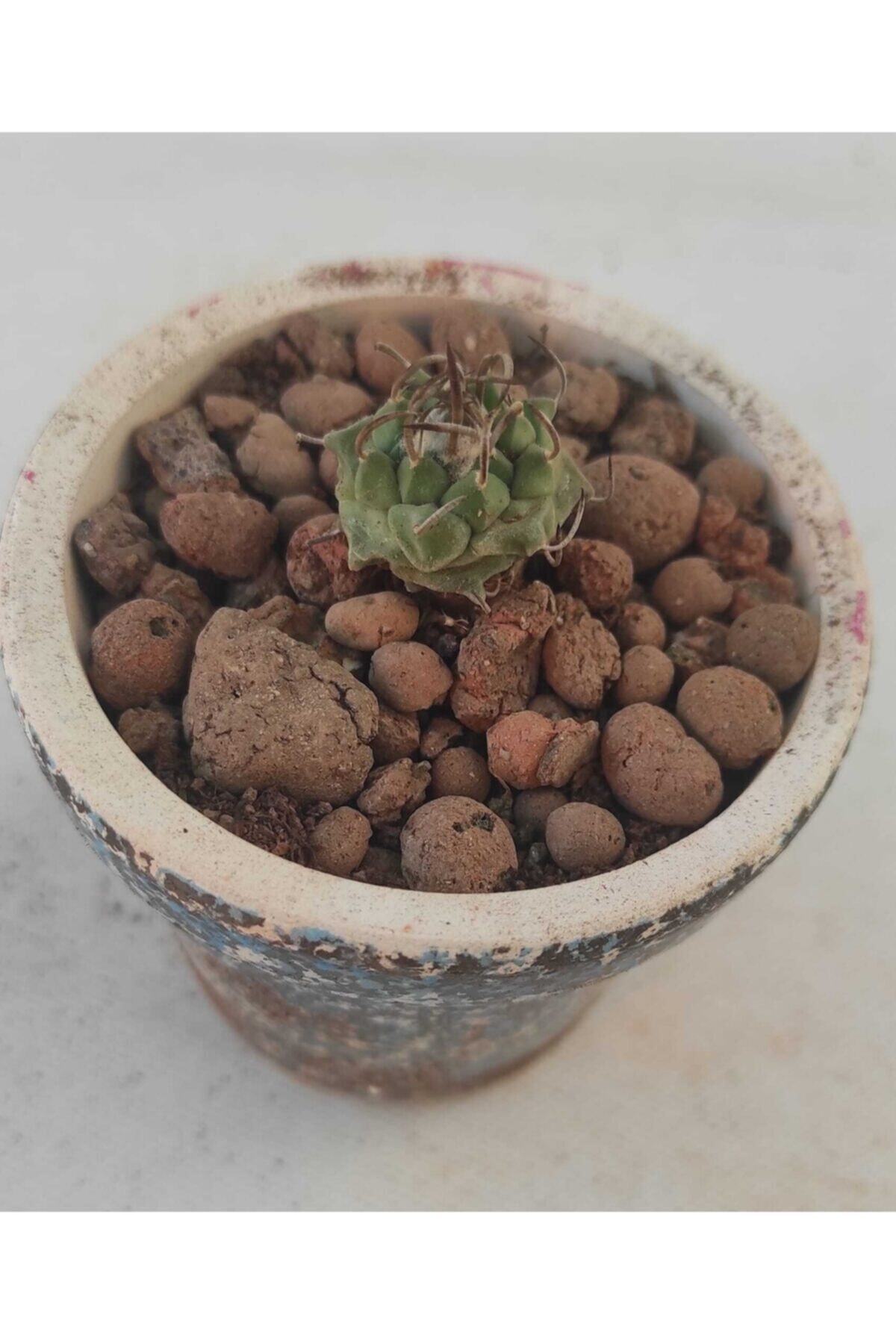 Pagoda Turbinpcarpus 5.5 cm Saksıda ref 18f