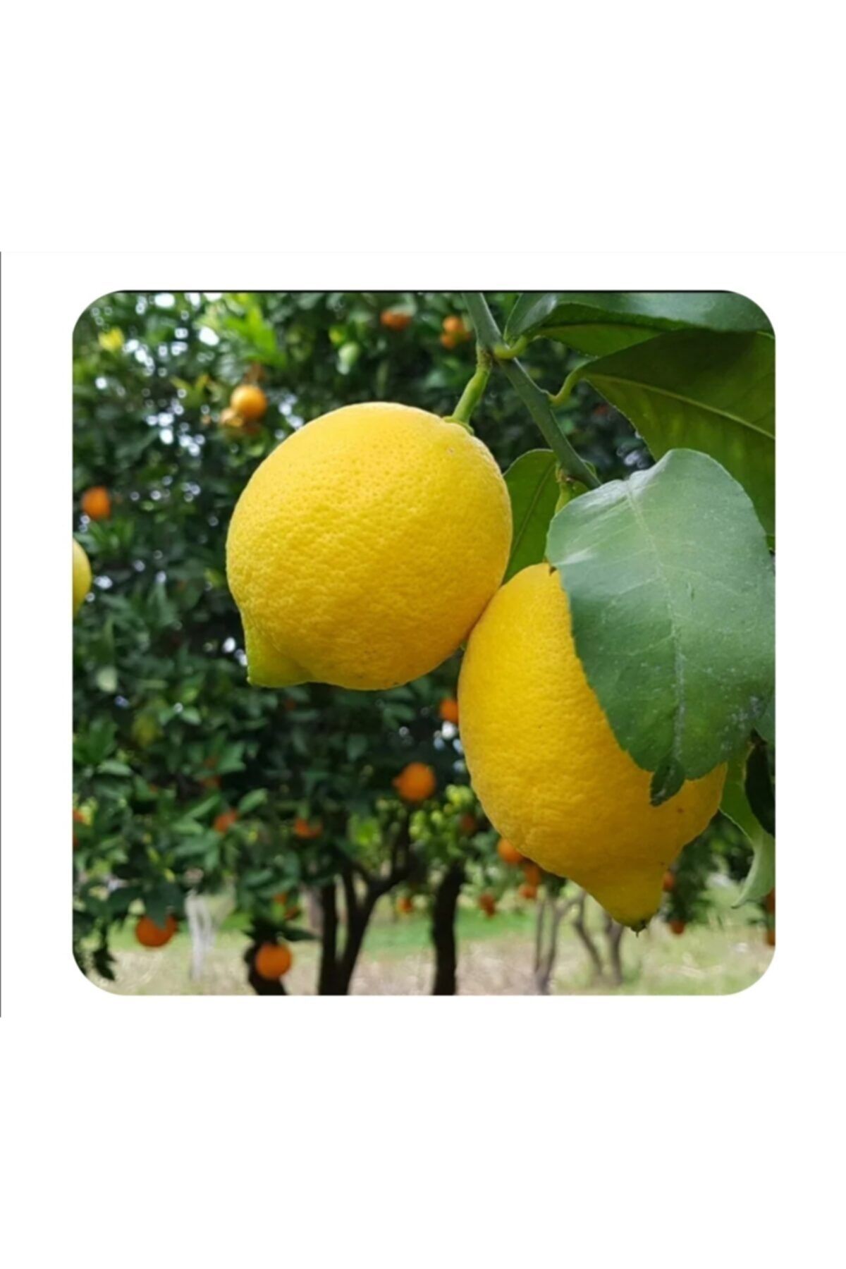 Köyceğiz Yöresel Limon Enterdonat 1kg