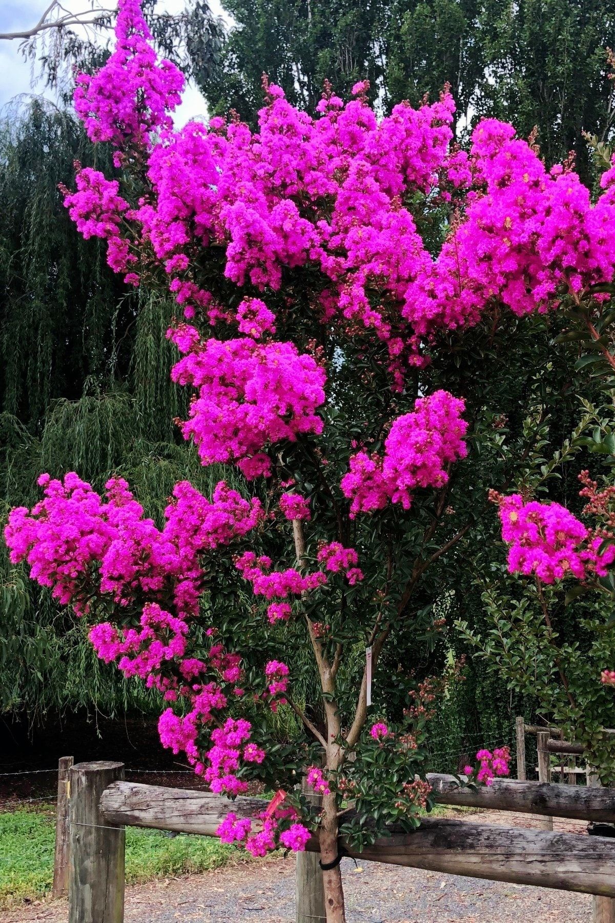 ÇİÇEKFLİX Mor Oya Ağacı Hint Leylağı Yavru Fidan 50-60cm