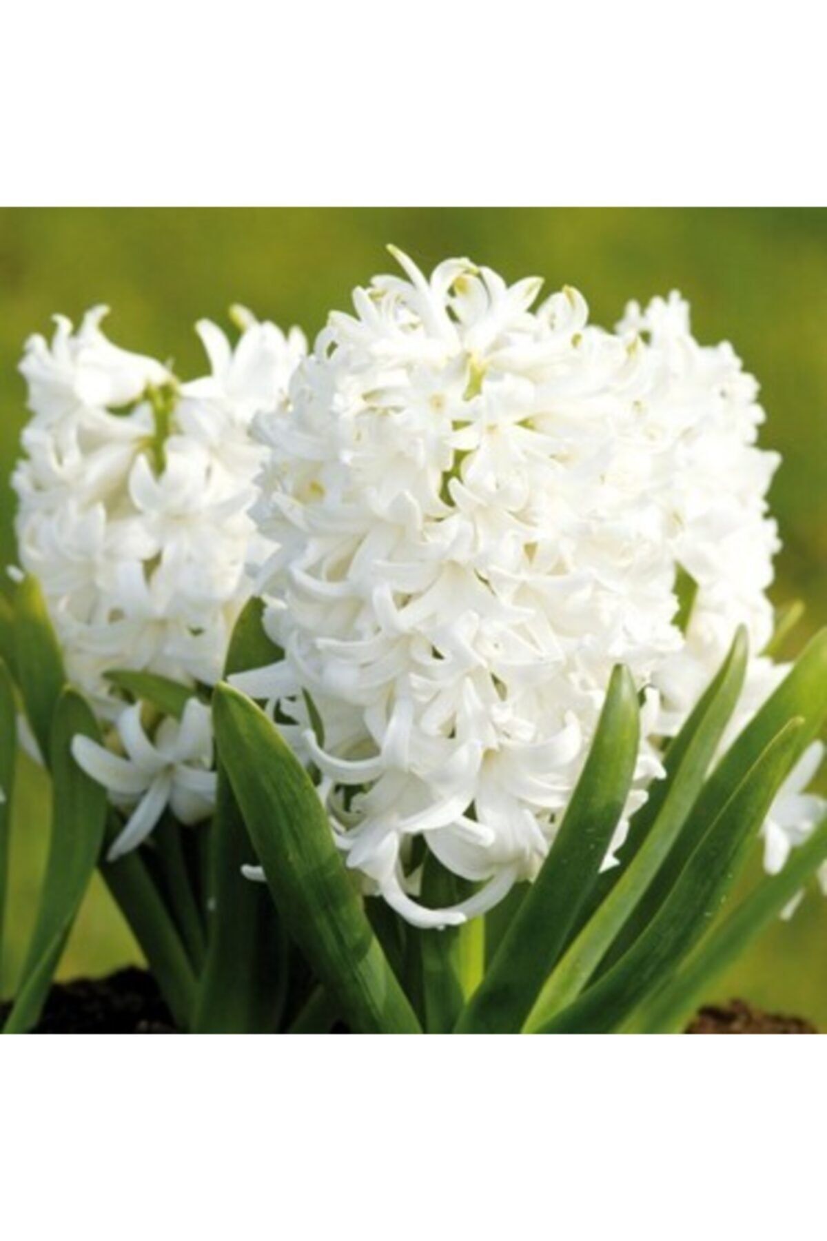 fidanistanbul White Pearl (linnoncence) 3 Adetli Sümbül Soğanı Paketli