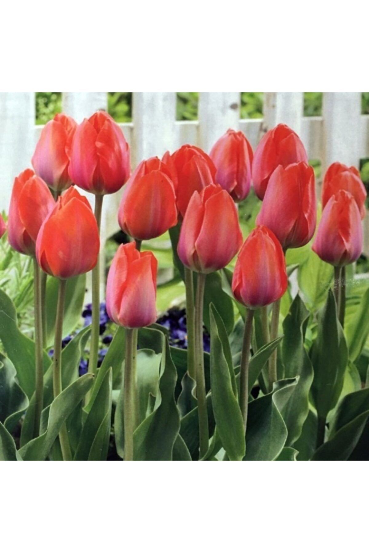 fidanistanbul Van Eijk 5 Adetli Lale Soğanı Paketli