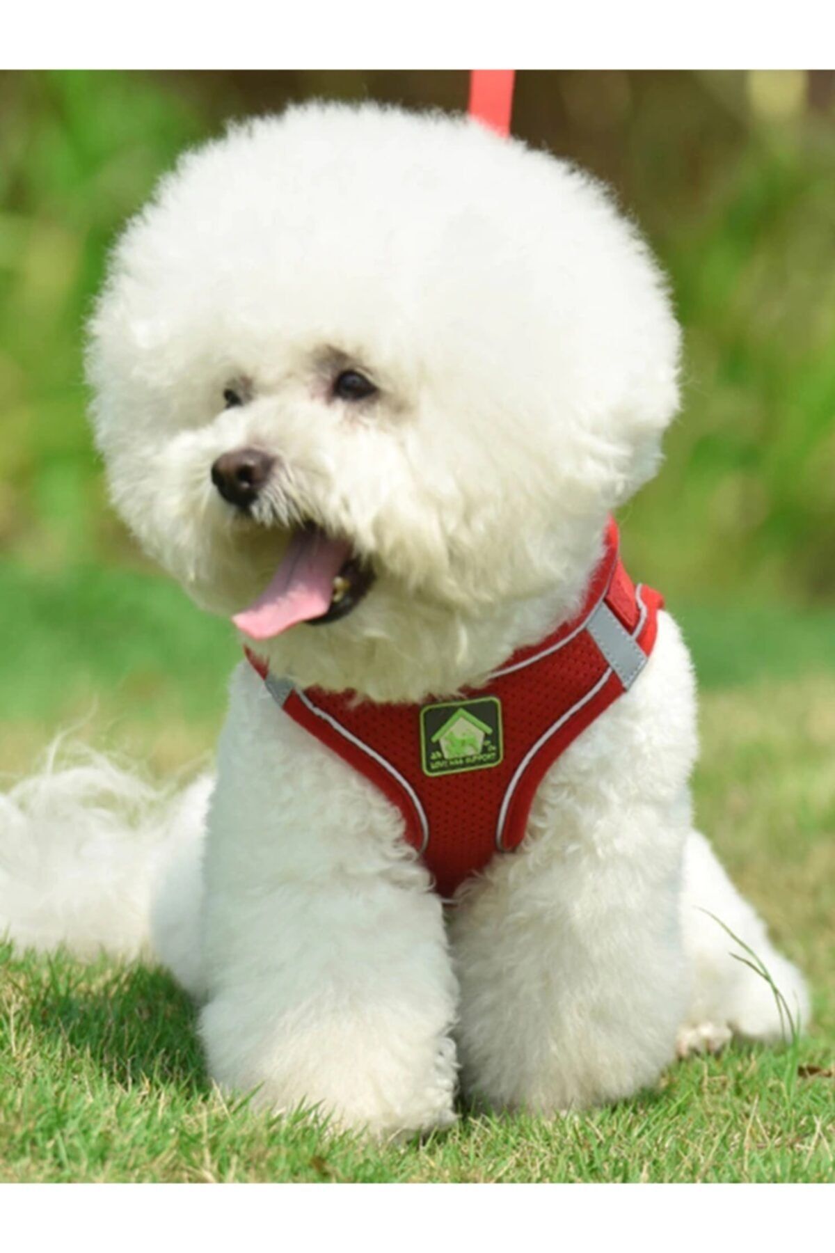 Silaypet Köpek Göğüs Gezdirme Tasması ( Kırmızı L Beden )