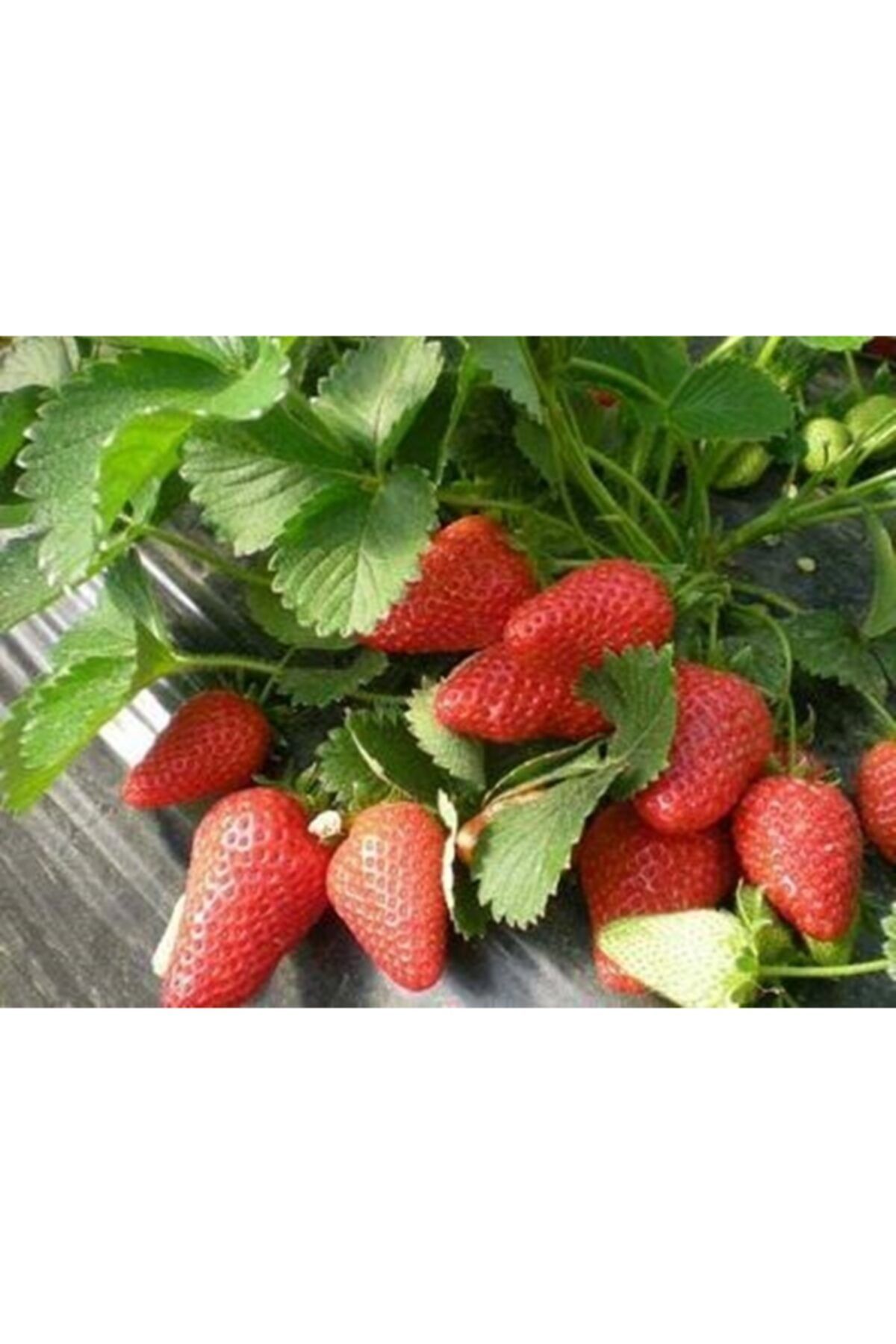 ÇİÇEKLİFE Çilek Fidanı ( Monterey ) Çok Tercih Edilen Bir Cinstir Açık Kök Ve Taze Sökümdür 150 Adet
