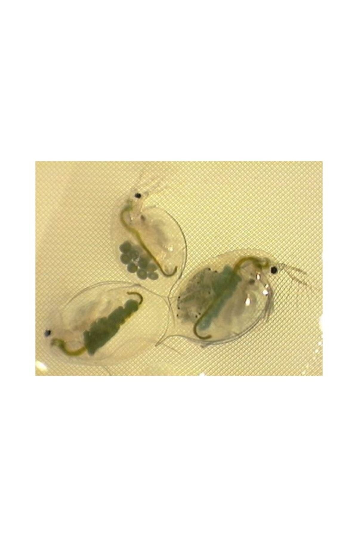 yemmama Su Piresi Daphnia Besini 50 Gr