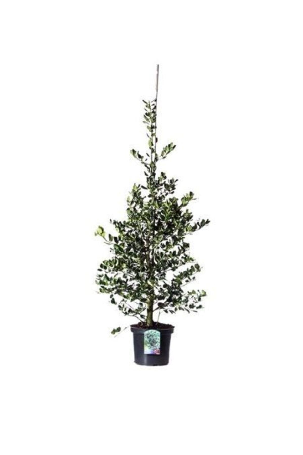 fidanistanbul Alacalı Çoban Püskülü Ilex Aquifolium Argentea Marginata, 60-80 Cm, Ithal, Saksıda