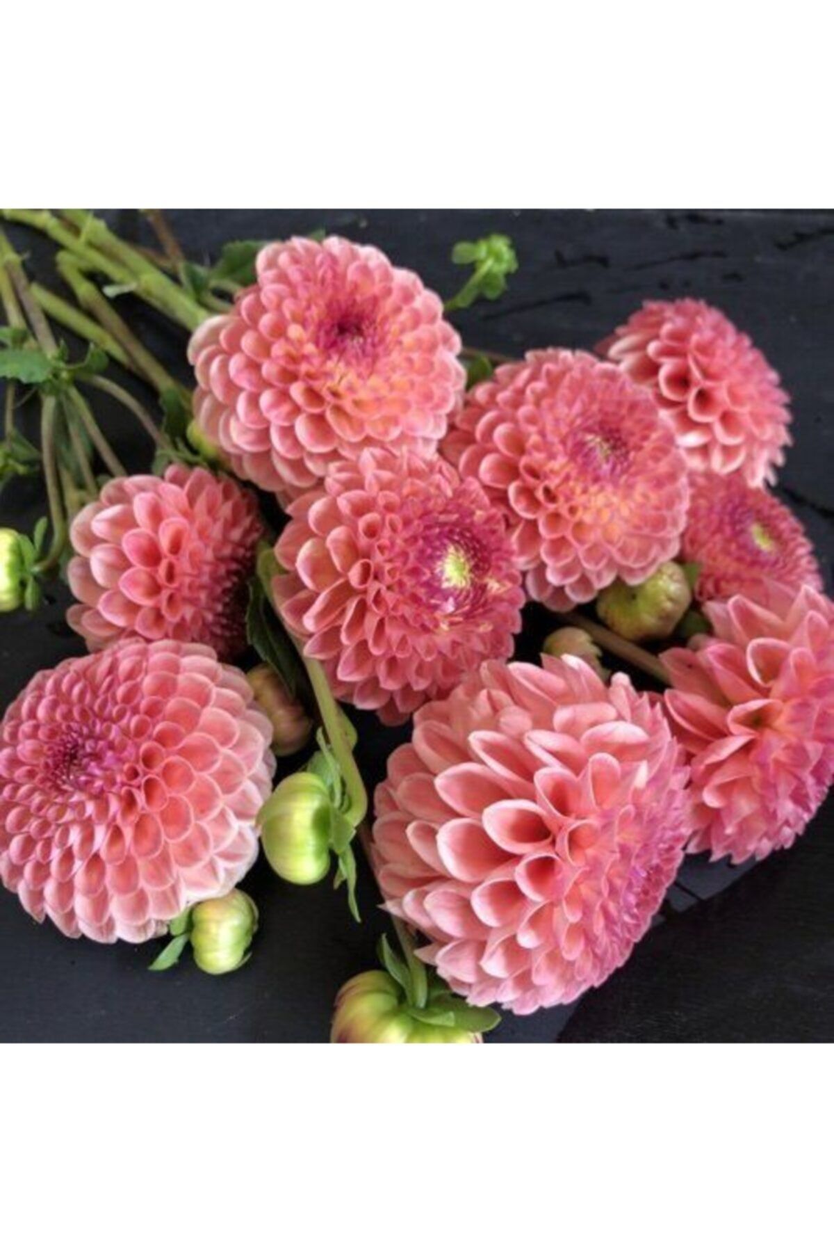 CANBOTANİK 1 Adet Açık Pembe Yıldız Dahlıa Çiçek Soğanı (yumrusu)